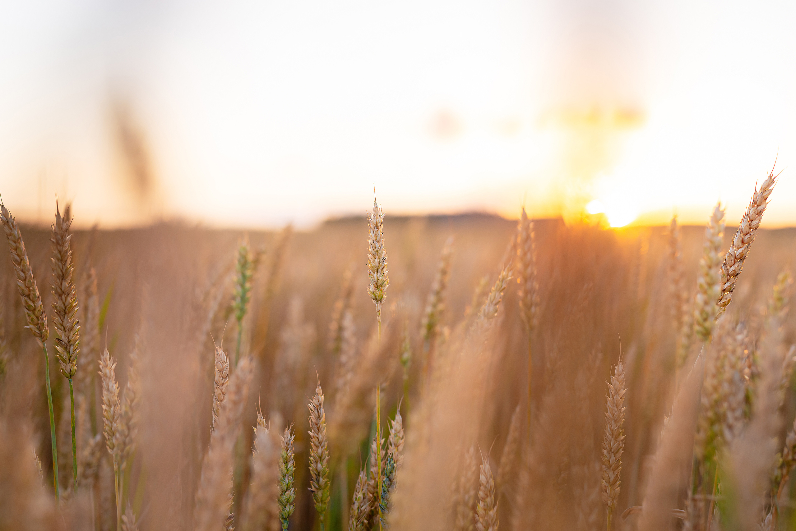 Fields. Fotogrāfs Rīgā. Gīmenes, individuālās un dažādu produktu fotosesijas