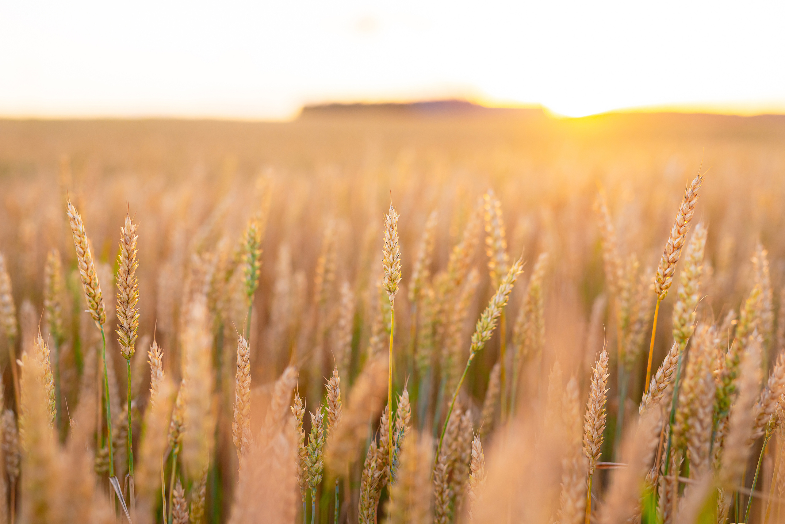 Fields. Fotogrāfs Rīgā. Gīmenes, individuālās un dažādu produktu fotosesijas