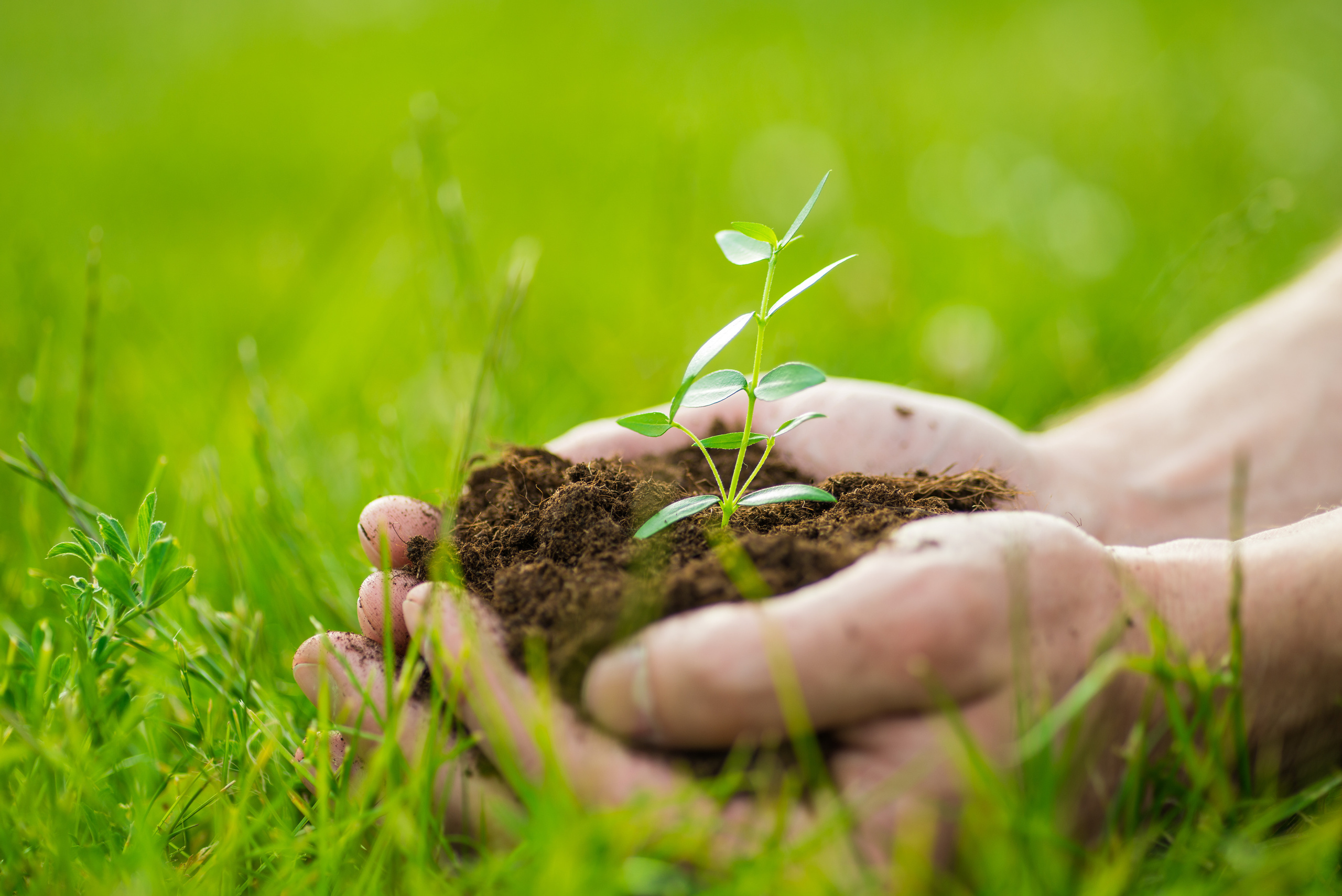 Fields. Fotogrāfs Rīgā. Gīmenes, individuālās un dažādu produktu fotosesijas