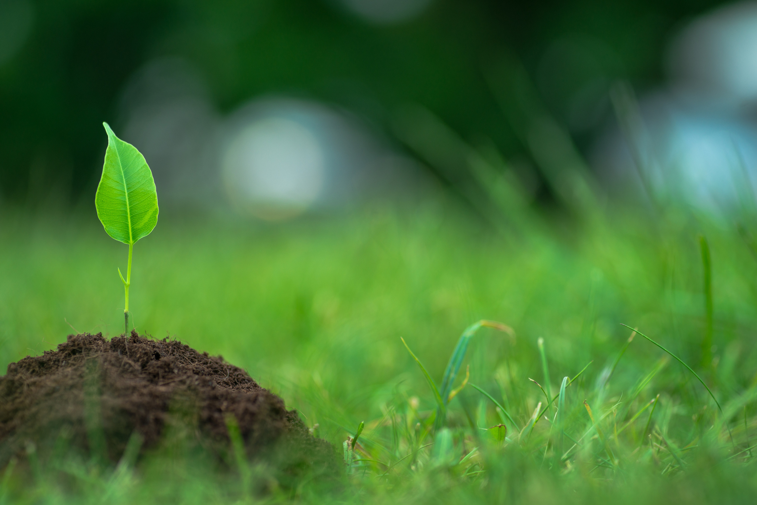 Fields. Fotogrāfs Rīgā. Gīmenes, individuālās un dažādu produktu fotosesijas