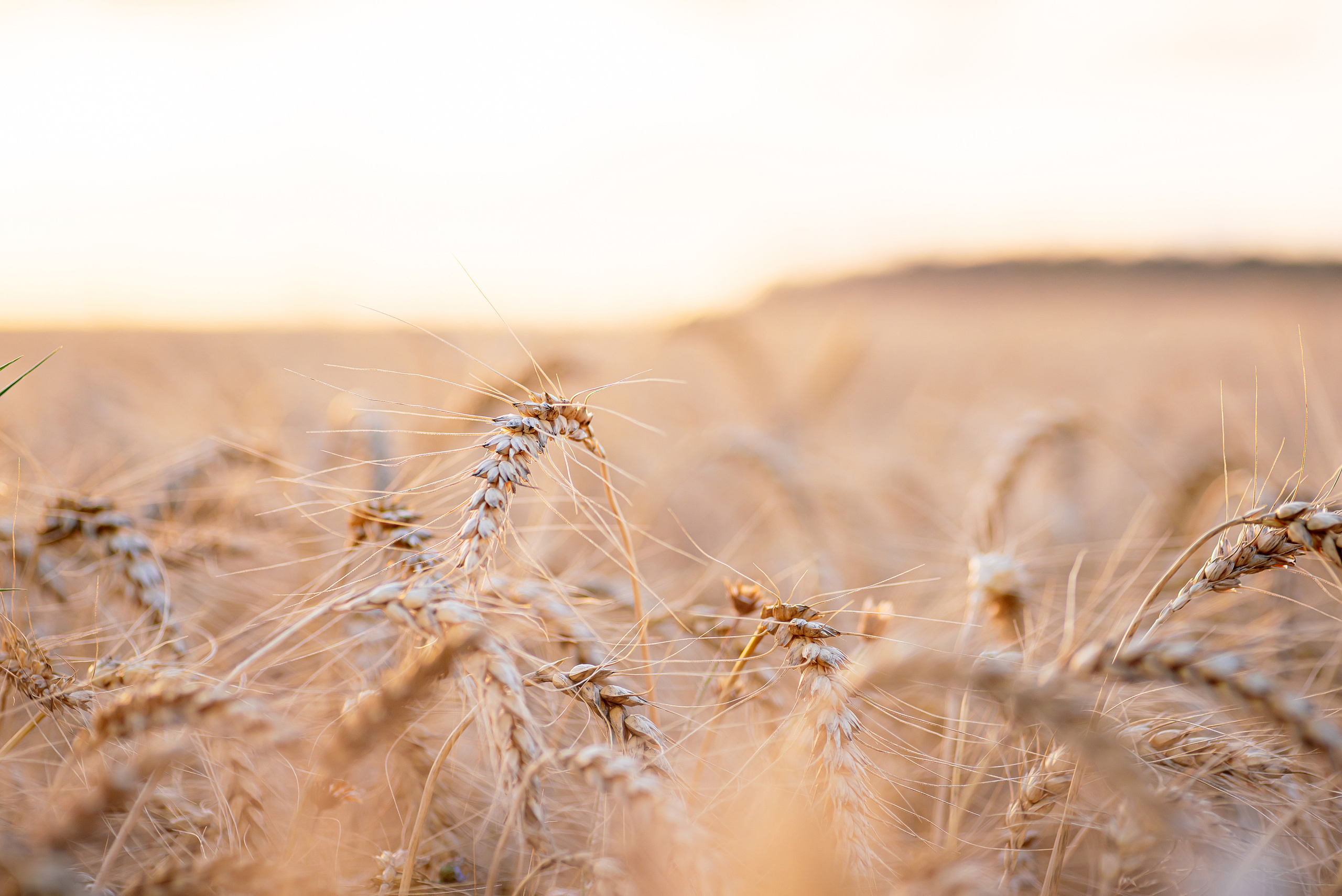 Fields. Fotogrāfs Rīgā. Gīmenes, individuālās un dažādu produktu fotosesijas