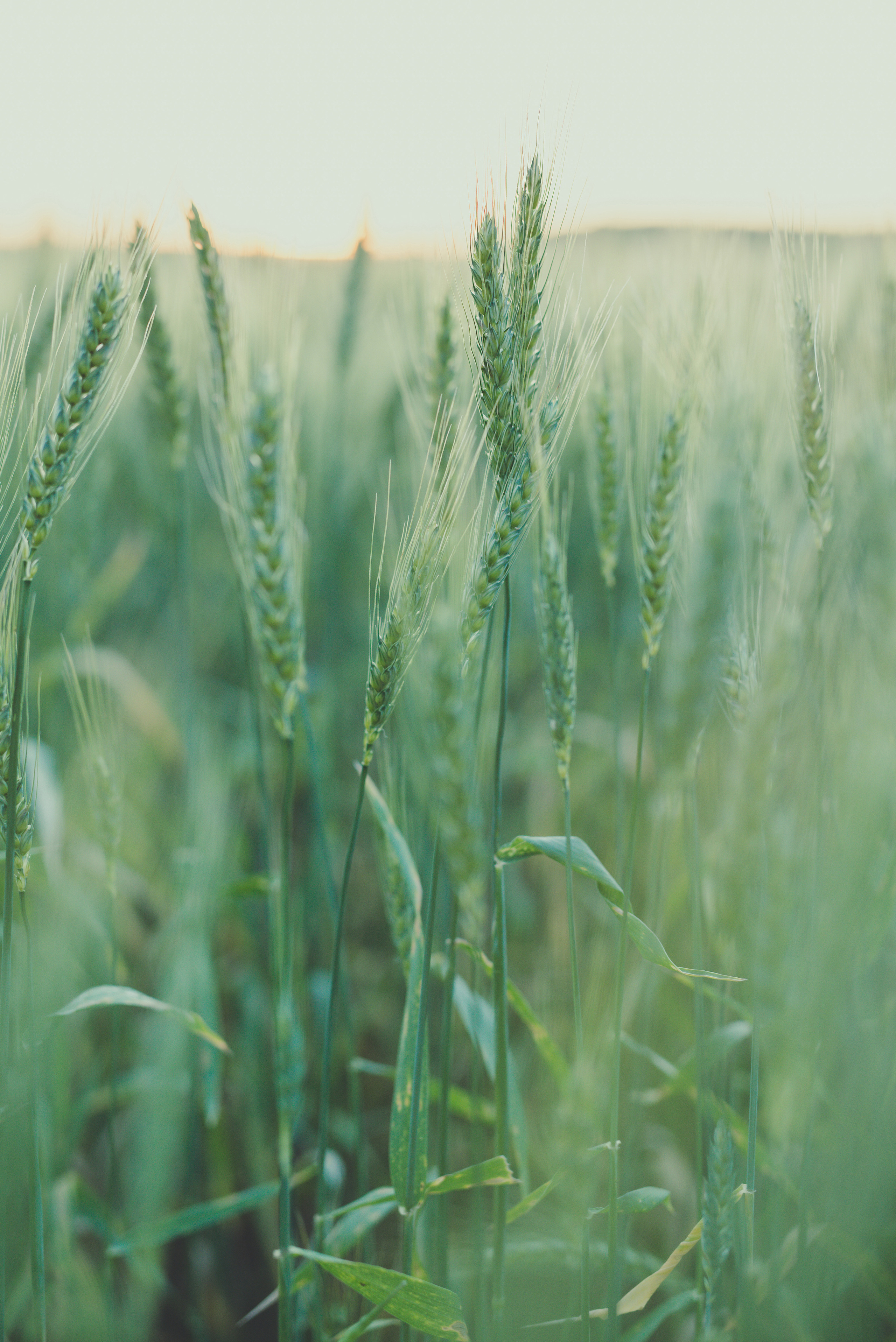 Fields. Fotogrāfs Rīgā. Gīmenes, individuālās un dažādu produktu fotosesijas