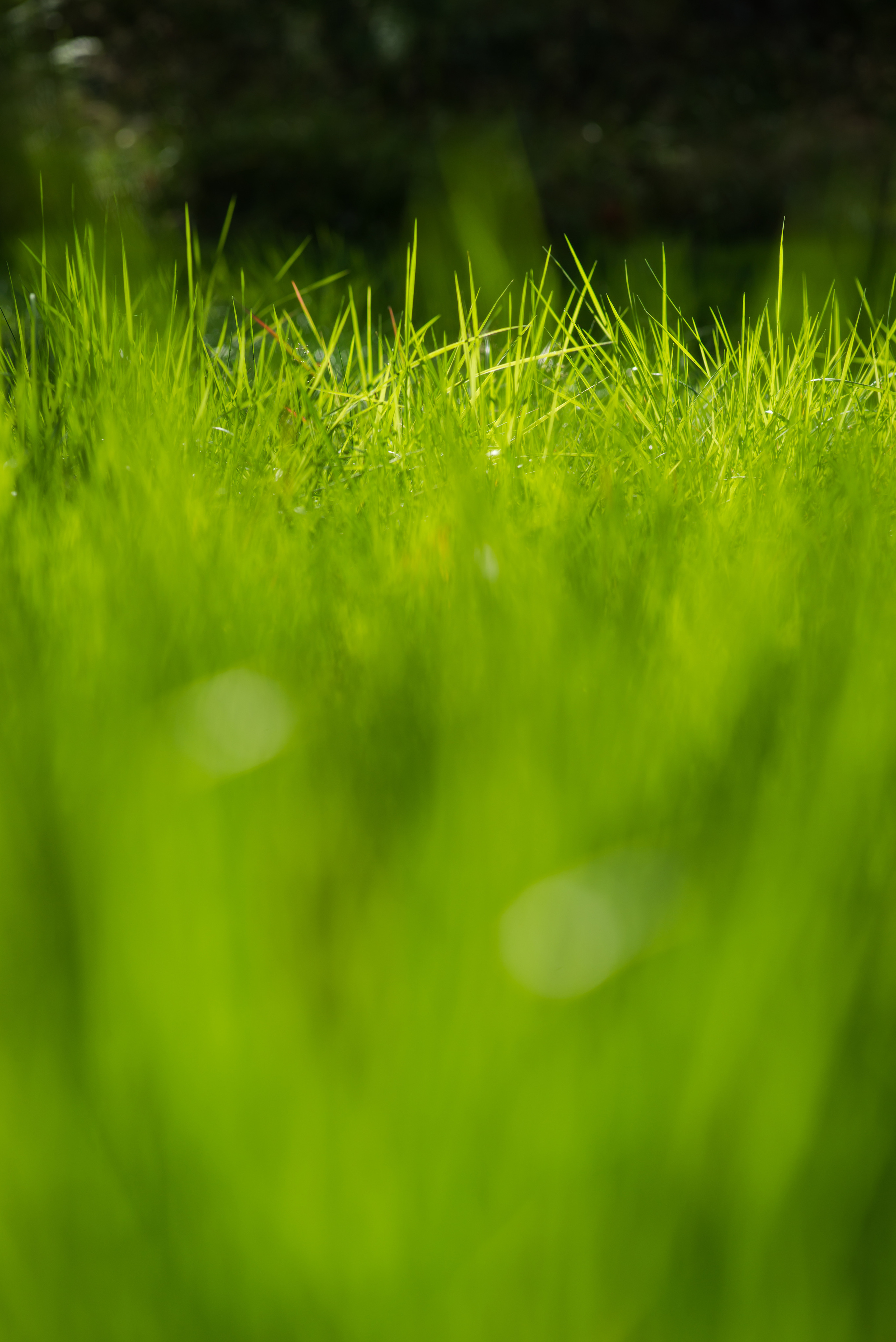 Fields. Fotogrāfs Rīgā. Gīmenes, individuālās un dažādu produktu fotosesijas