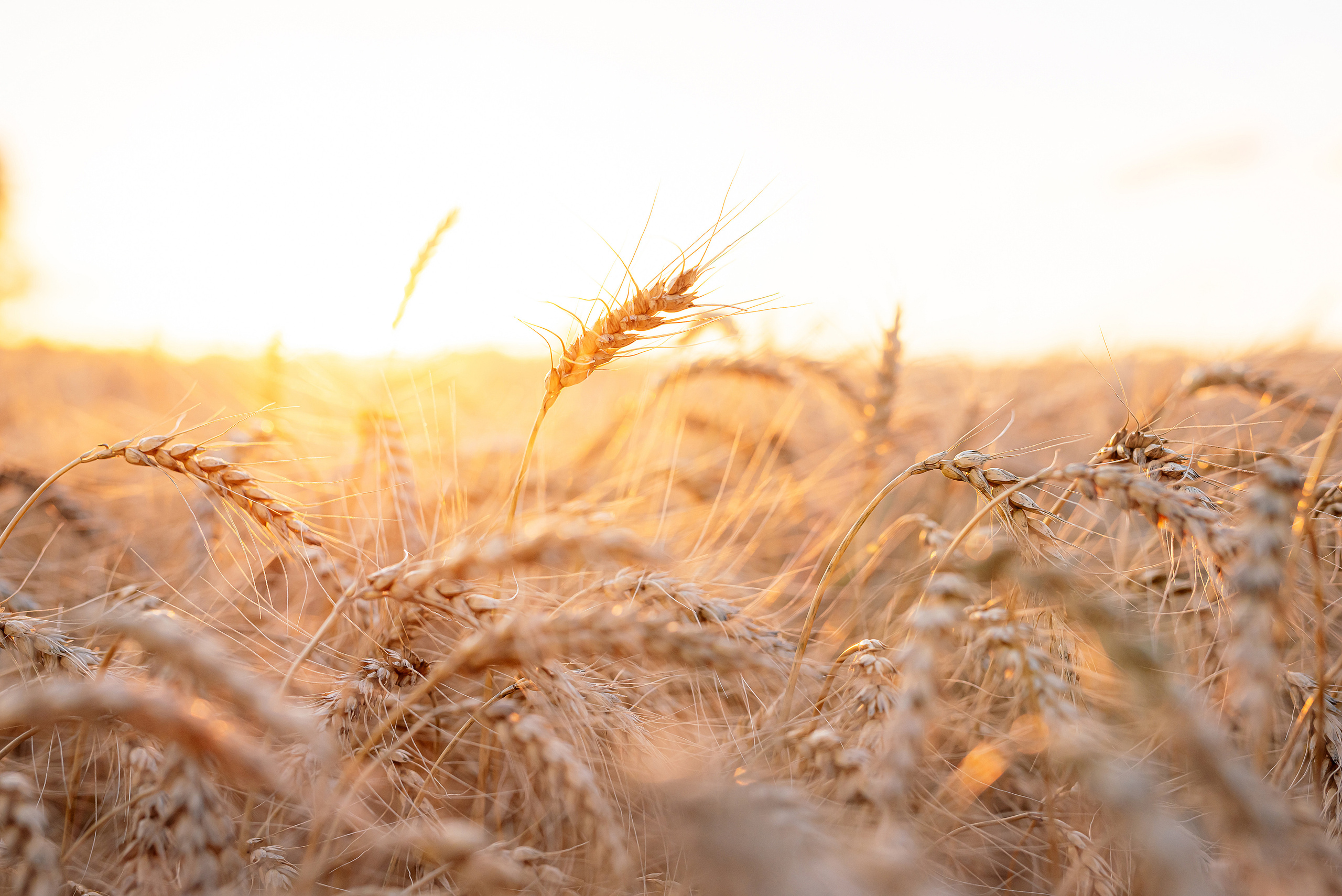 Fields. Fotogrāfs Rīgā. Gīmenes, individuālās un dažādu produktu fotosesijas