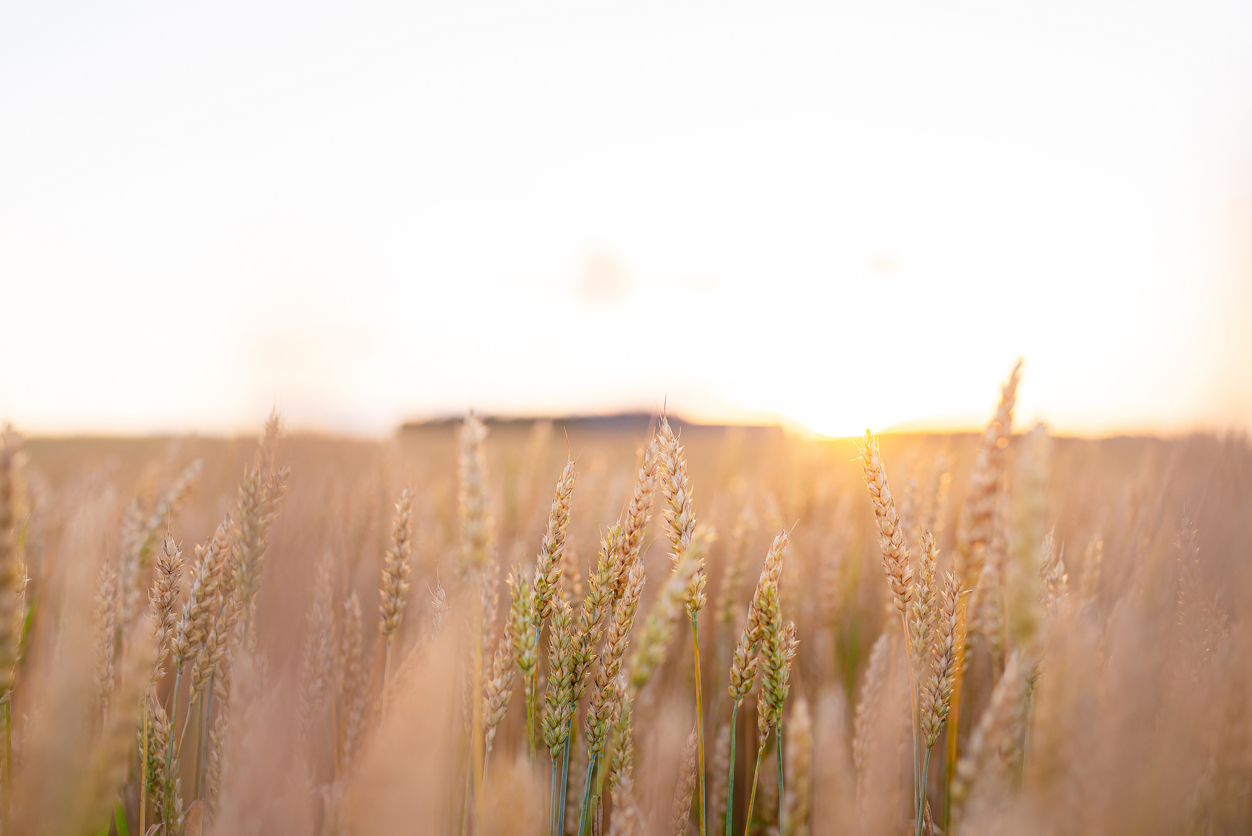 Fields. Fotogrāfs Rīgā. Gīmenes, individuālās un dažādu produktu fotosesijas