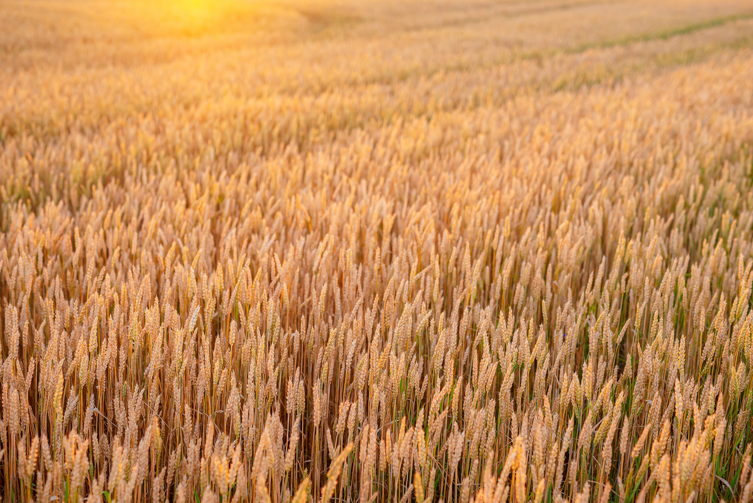 Fields. Fotogrāfs Rīgā. Gīmenes, individuālās un dažādu produktu fotosesijas