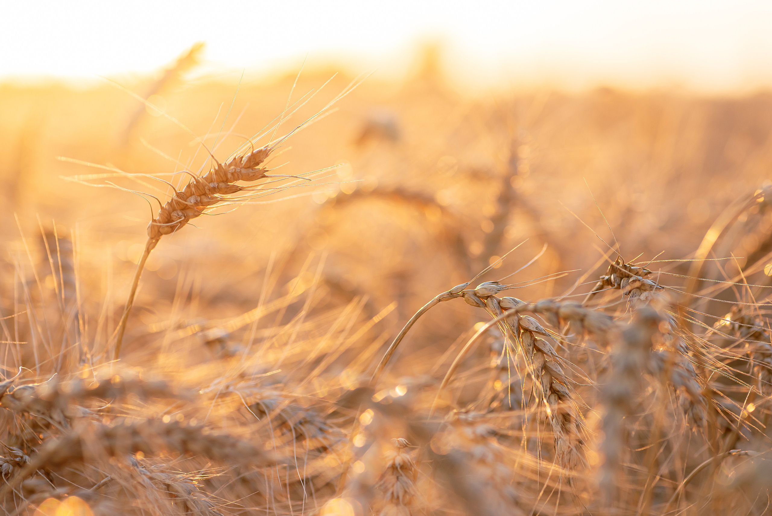 Fields. Fotogrāfs Rīgā. Gīmenes, individuālās un dažādu produktu fotosesijas