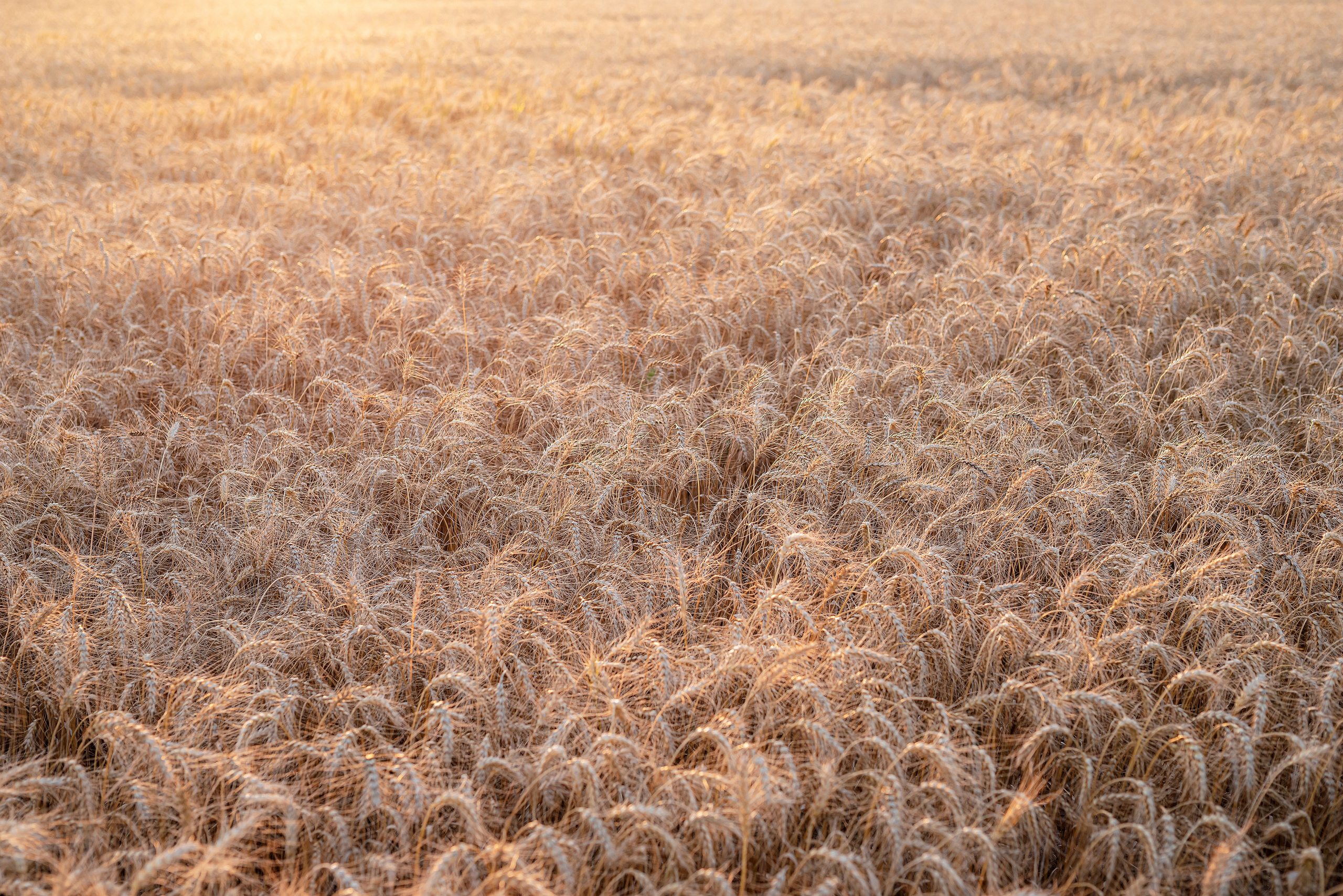 Fields. Fotogrāfs Rīgā. Gīmenes, individuālās un dažādu produktu fotosesijas