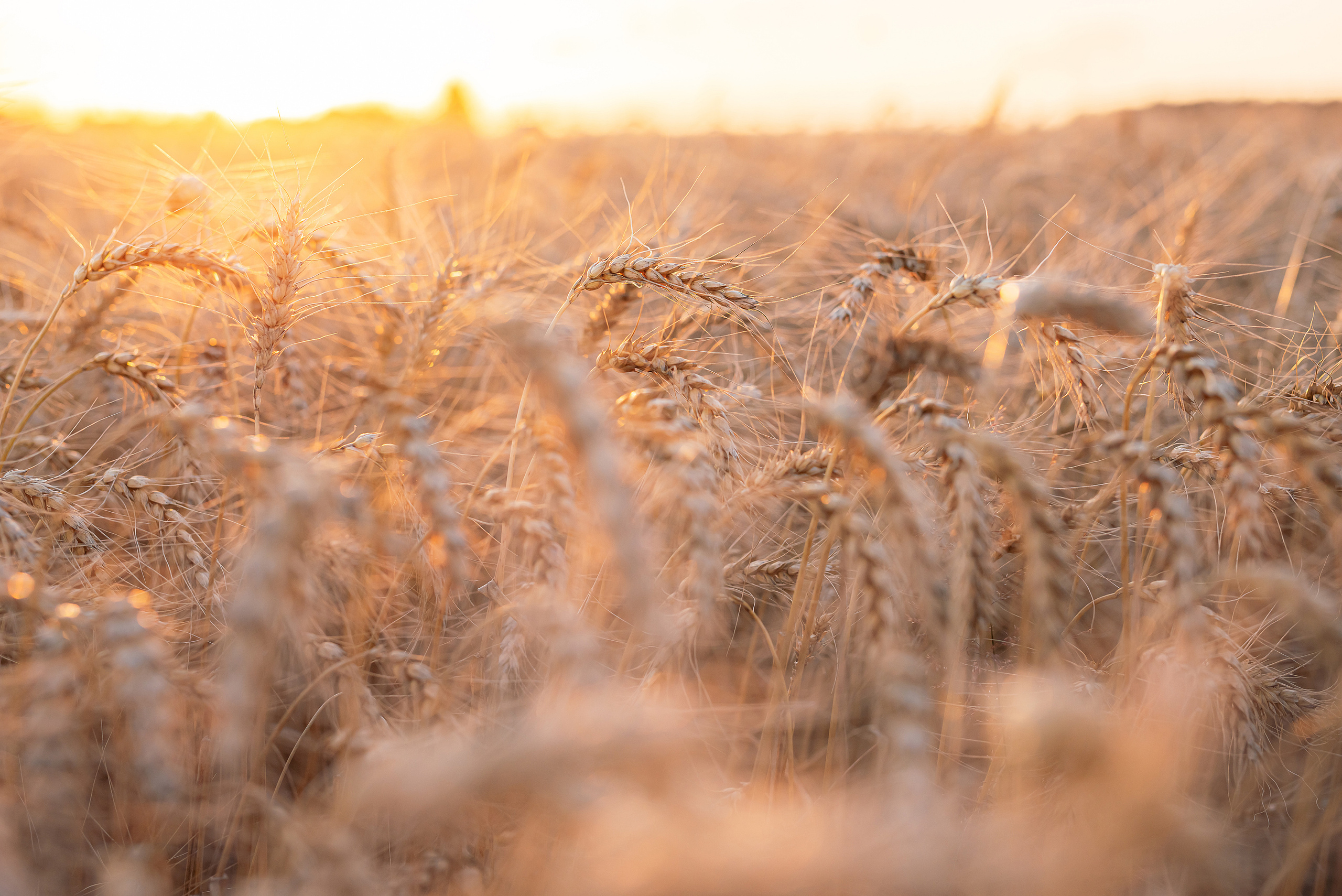 Fields. Fotogrāfs Rīgā. Gīmenes, individuālās un dažādu produktu fotosesijas