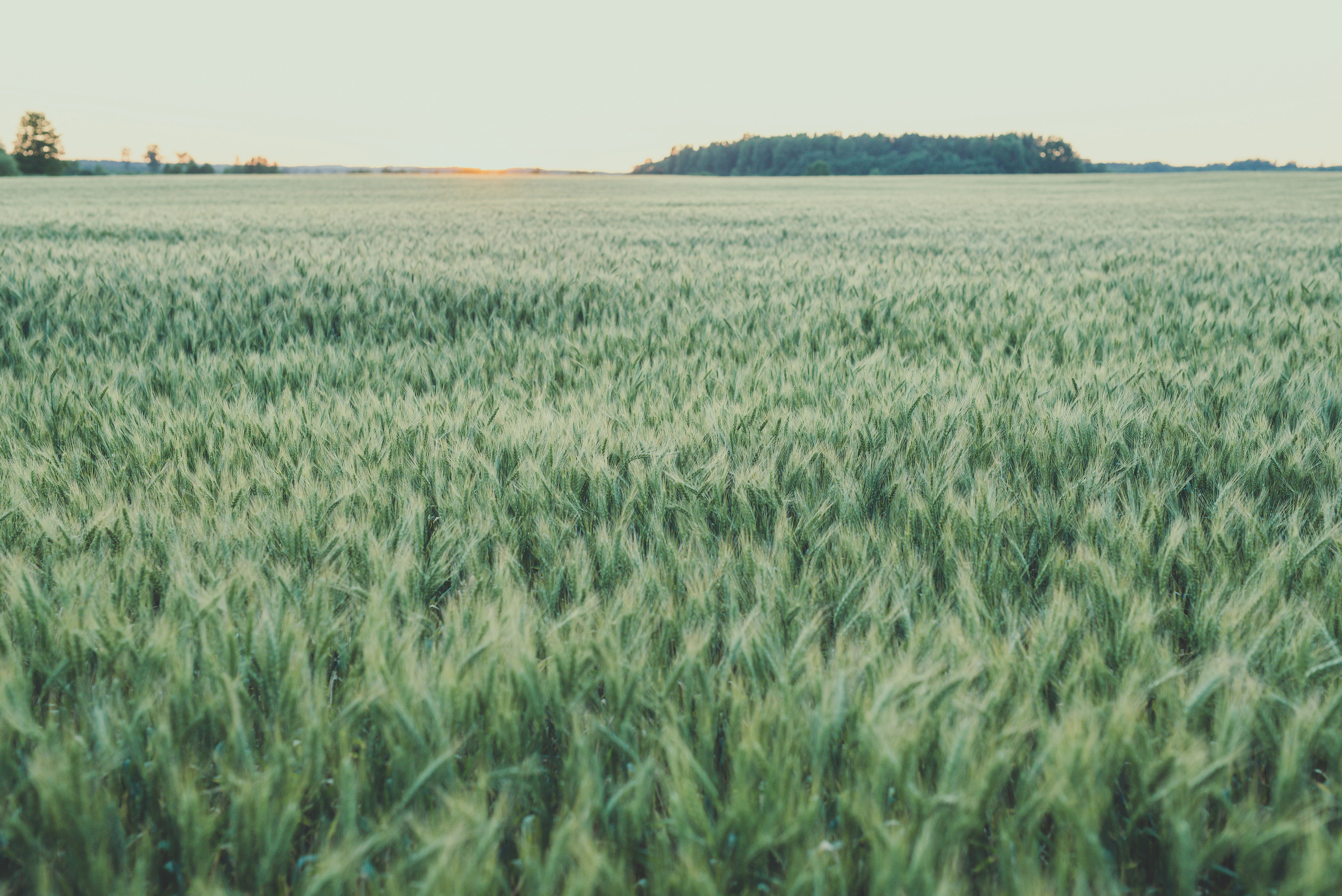 Fields. Fotogrāfs Rīgā. Gīmenes, individuālās un dažādu produktu fotosesijas