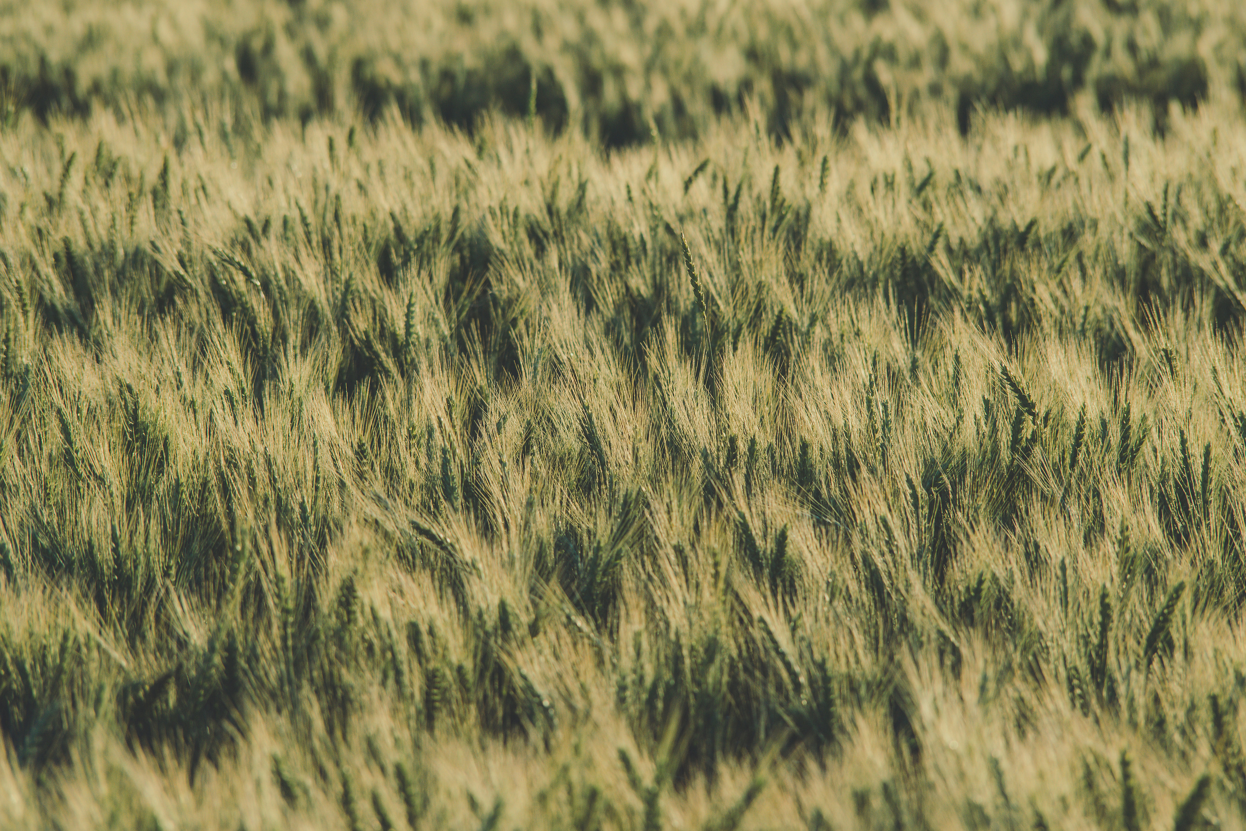 Fields. Fotogrāfs Rīgā. Gīmenes, individuālās un dažādu produktu fotosesijas