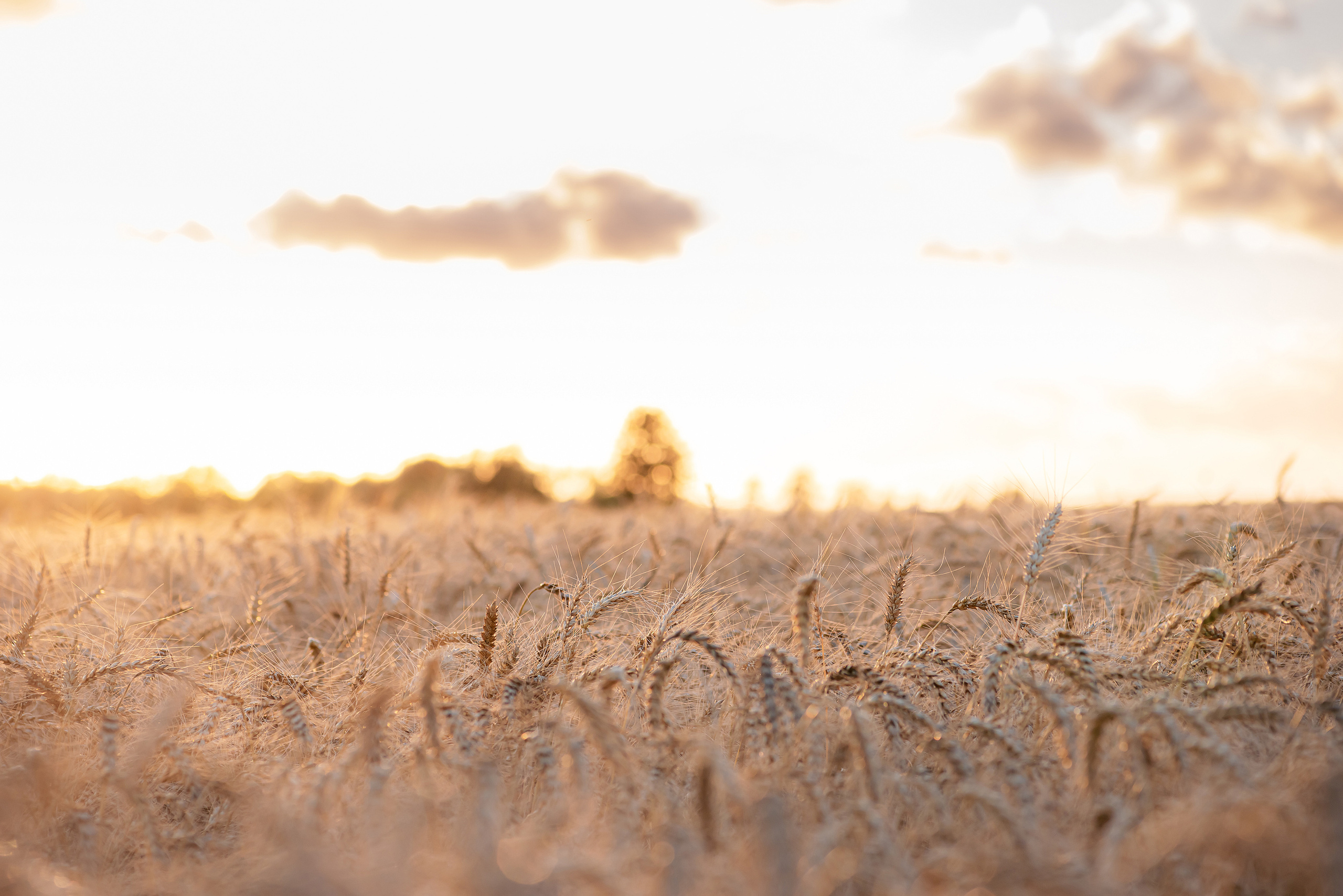 Fields. Fotogrāfs Rīgā. Gīmenes, individuālās un dažādu produktu fotosesijas