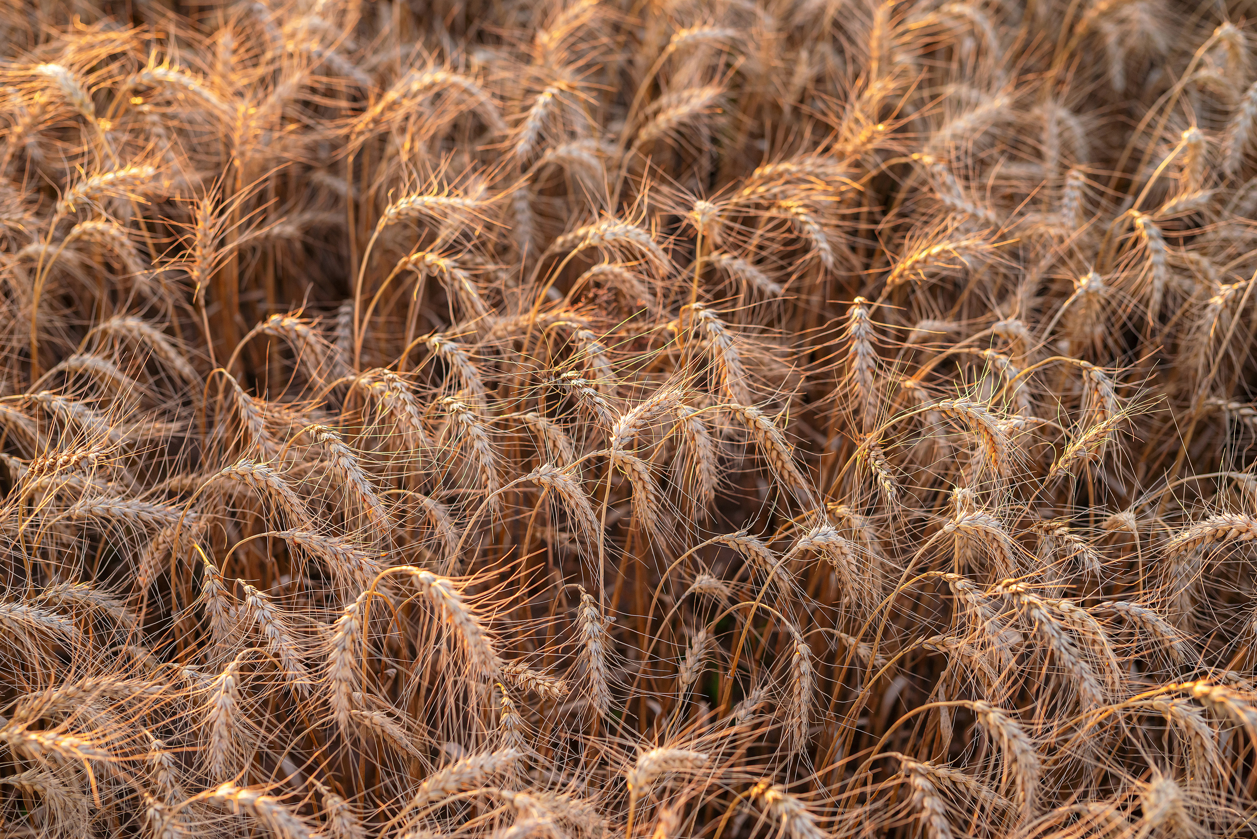 Fields. Fotogrāfs Rīgā. Gīmenes, individuālās un dažādu produktu fotosesijas