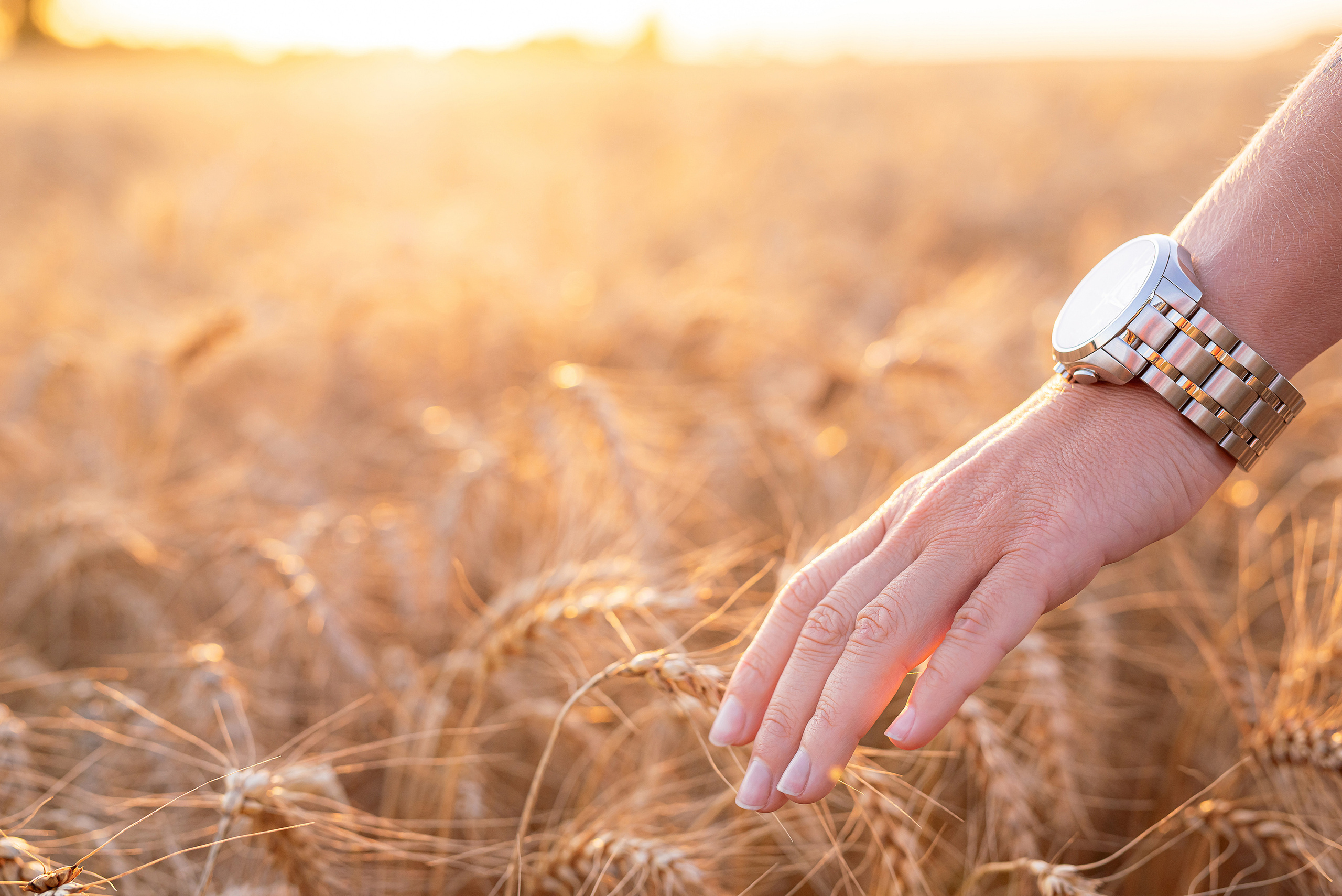 Fields. Fotogrāfs Rīgā. Gīmenes, individuālās un dažādu produktu fotosesijas