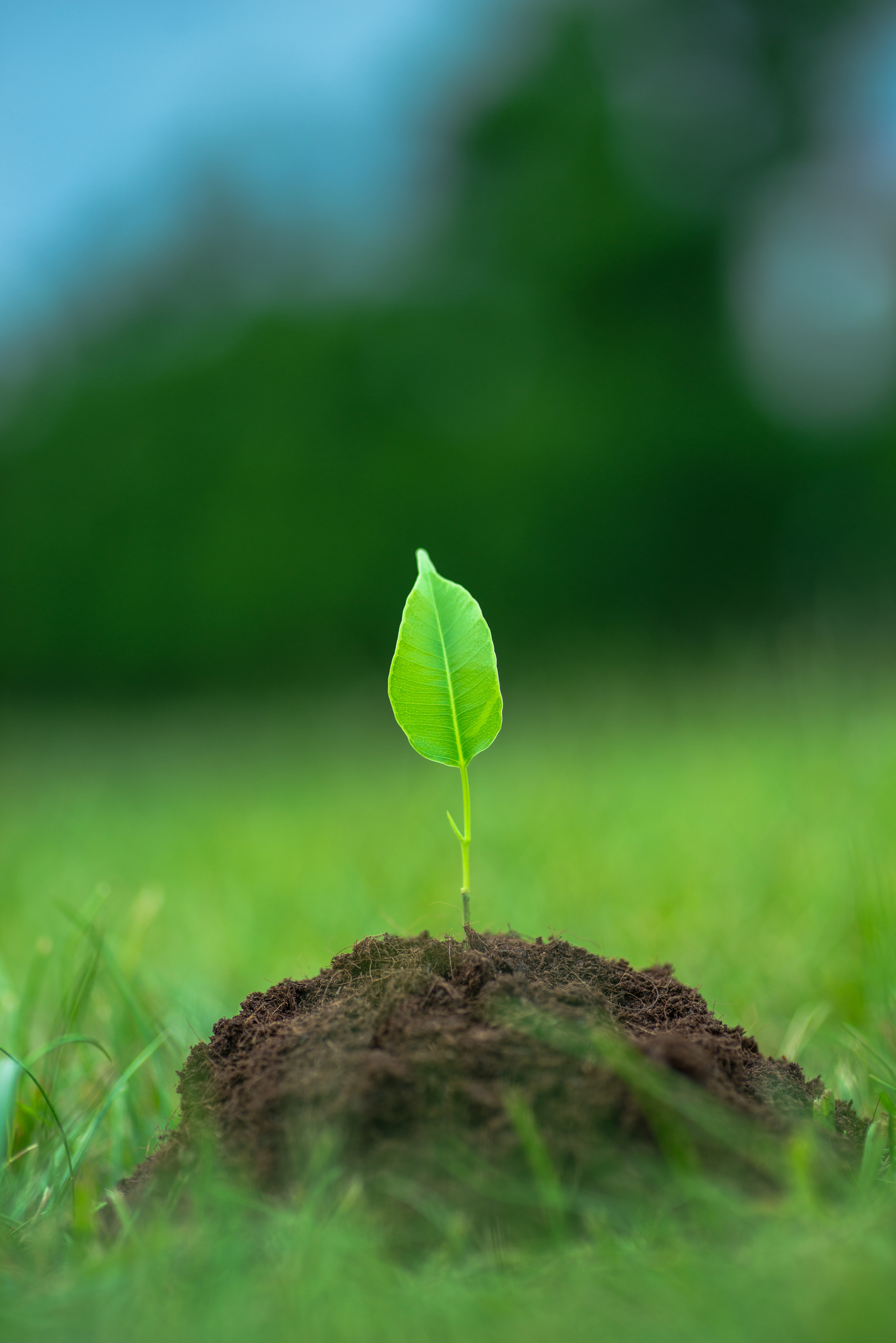 Fields. Fotogrāfs Rīgā. Gīmenes, individuālās un dažādu produktu fotosesijas