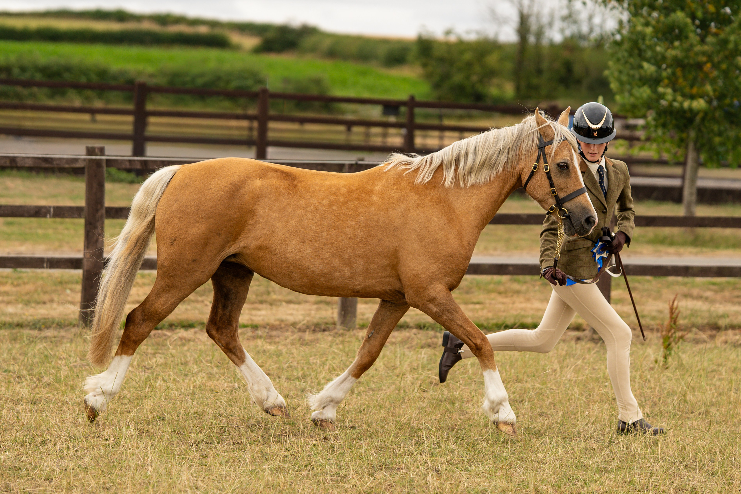 Showing. Leicestershire Equine Photography by El | Authentic Equine Portraits & Events