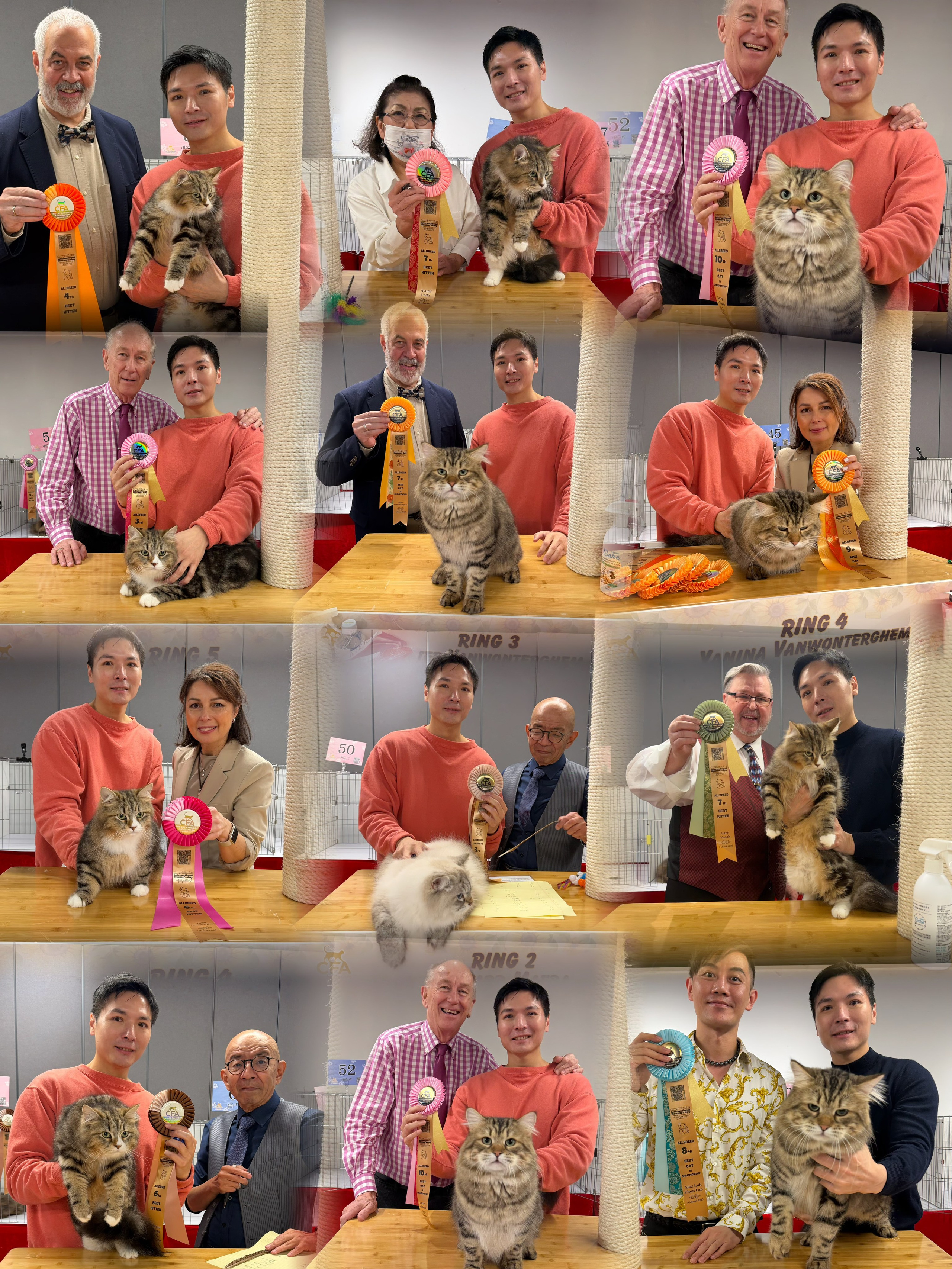 GC CHUDO: 4th Best Allbreed Championship by Darrell Newkirk 7th Best Allbreed Championship by Peter Vanwonterghem 8th Best Allbreed Championship by Alex Luk 9th Best Allbreed Championship by Yanina Vanwonterghem 10th Best Allbreed Championship by Larry Adkison 10th Best Allbreed Championship by Irina Kharchenko SLYIVE: 3rd Best Allbreed Kitten by Larry Adkison4th Best Allbreed Kitten by Peter Vanwonterghem 6th Best Allbreed Kitten by Edward Maeda 6th Best Allbreed Kitten by Yanina Vanwonterghem 6th Best Allbreed Kitten by Alex Luk7th Best Allbreed Kitten by Aymi Ueda7th Best Allbreed Kitten by Gary Veach 7th Best Allbreed Kitten by Suki Lee 7th Best Allbreed Kitten by Darrell Newkirk 9th Best Allbreed Kitten by Irina Kharchenko AIUSHA (New Grand) :2nd Best Longhair Champion by Suki Lee 3rd Best Longhair Champion by Edward Maeda 3rd Best Longhair Champion by Darrell Newkirk. Thanks to the organizer for hosting this wonderful show!  Big thanks to all the judges who selected our cats for the finals, and to all our feline friends for your amazing support!  I’m so happy that Aiusha is now a Grand Champion — she can finally stay home and get ready for her babies later this year! Sylvie has achieved the highest-scoring Siberian kitten in the International Division so far. Now I can just show one cat for the rest of the season, lol — it’s going to be much easier to manage!