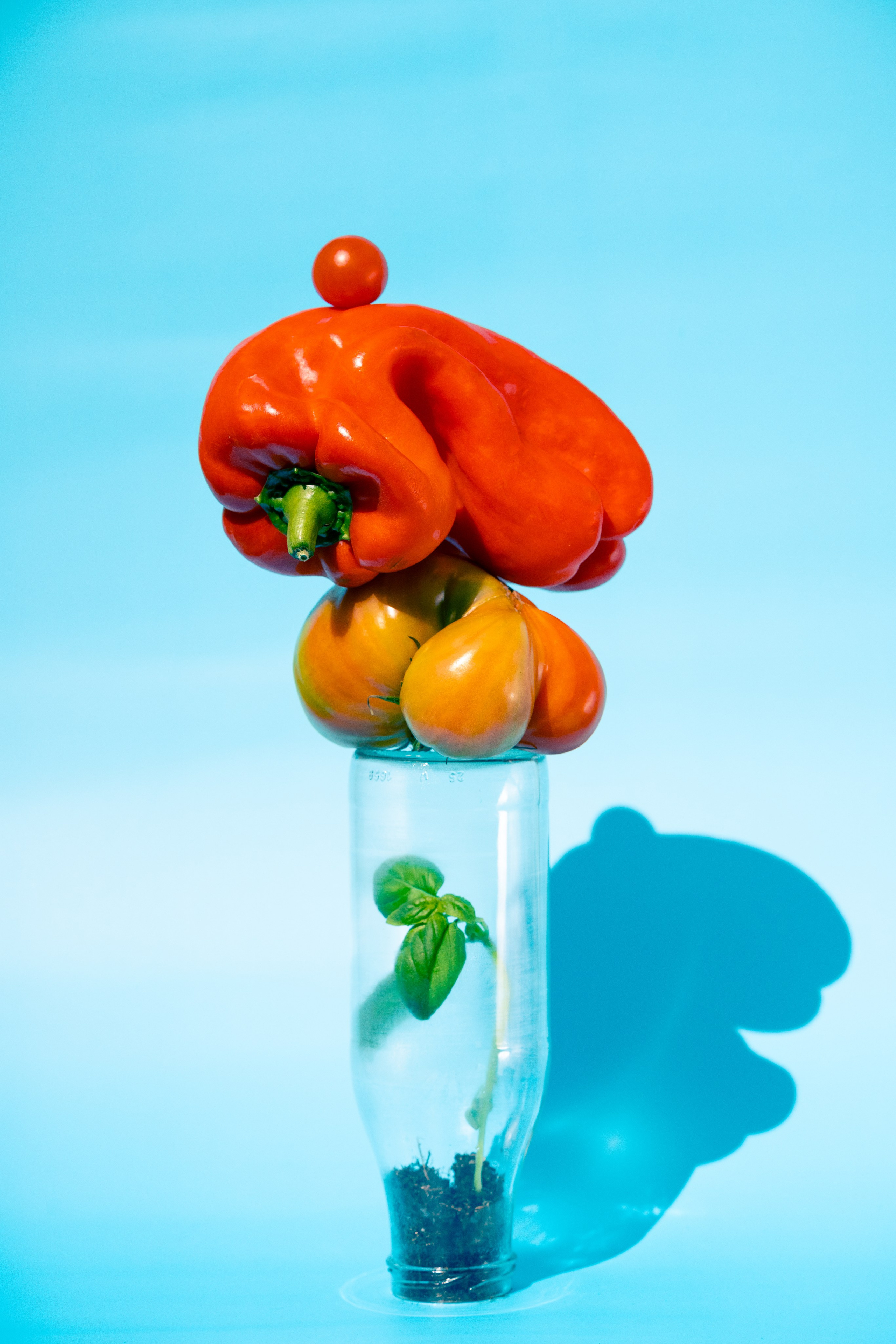 Творческий натюрморт с болгарским перцем, помидорами и базиликом в стекле. Сюрреалистическая композиция из болгарского перца, помидоров и базилика в стеклянной бутылке на синем фоне.