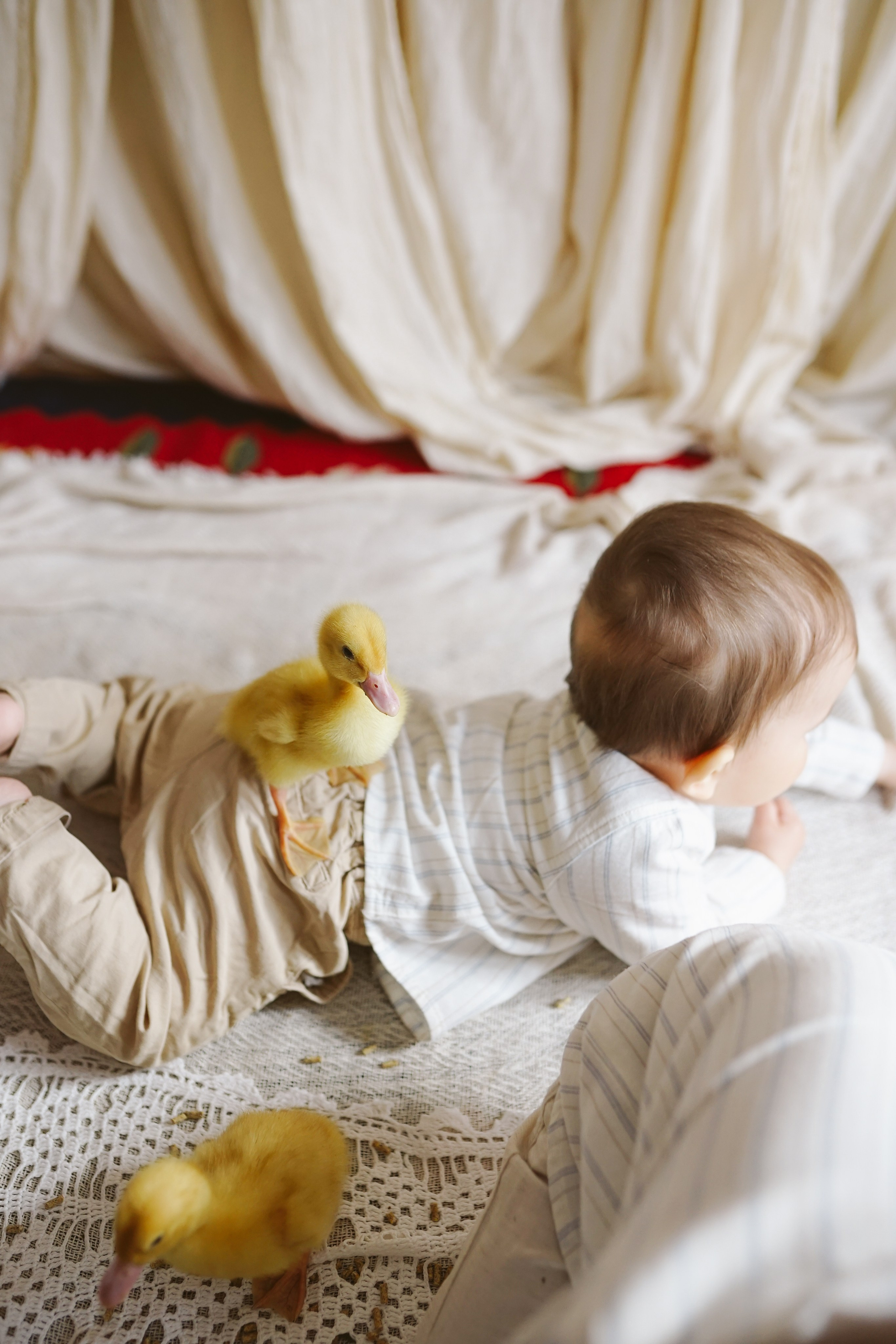 Ședințe Foto de Paște Brașov: Gălbenuș | Mădălina Beda. Madalina Beda- Artist vizual, fotograf, doula la nastere, consultant babywearing Brasov si in toata tara