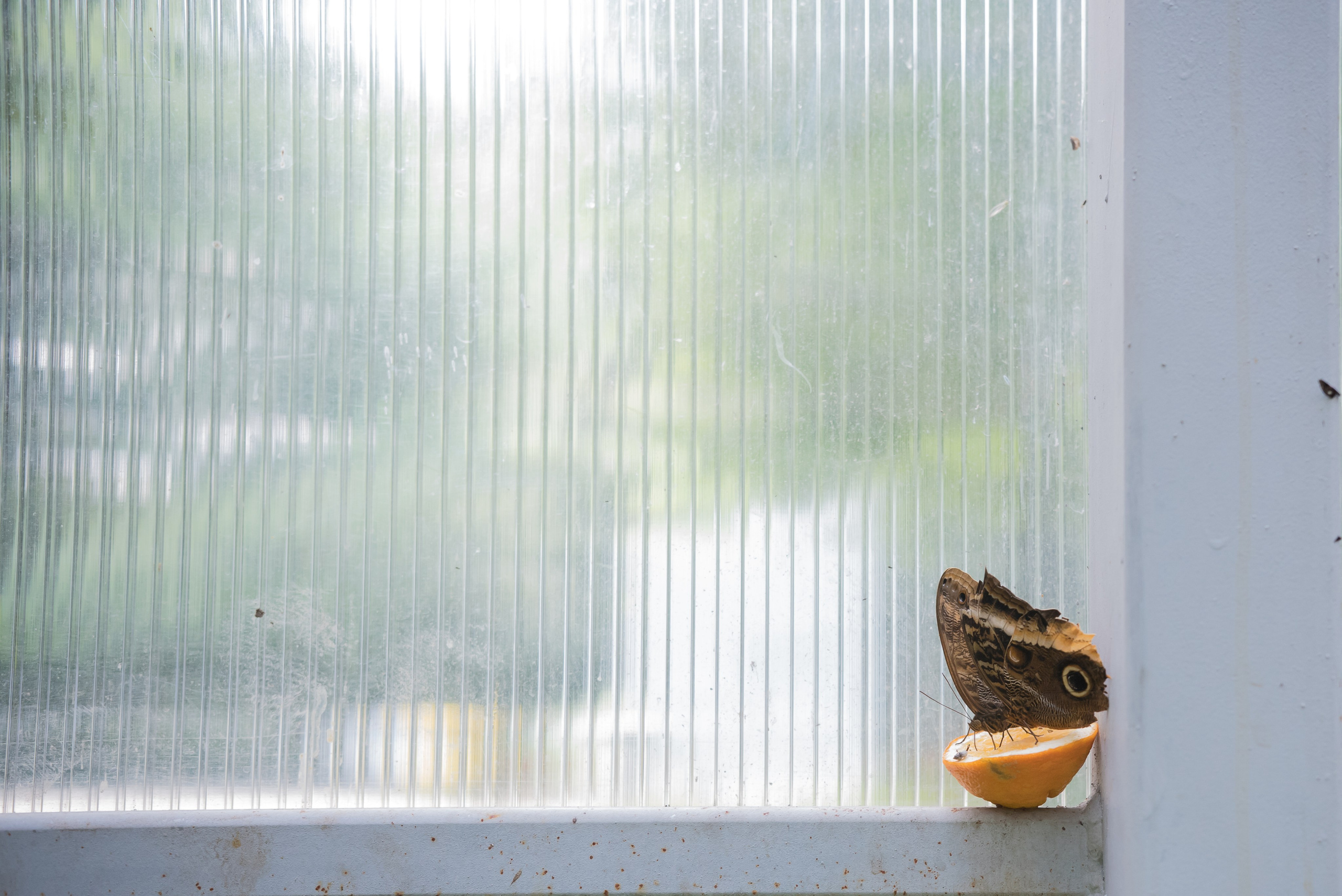 ~Animale si alte vietati~. Andreea Ivan art-Fotograf Constanta, Fotograf profesionist Constanta, Fotograf de nunta Constanta, botez, sedinte foto cu tematica, portret