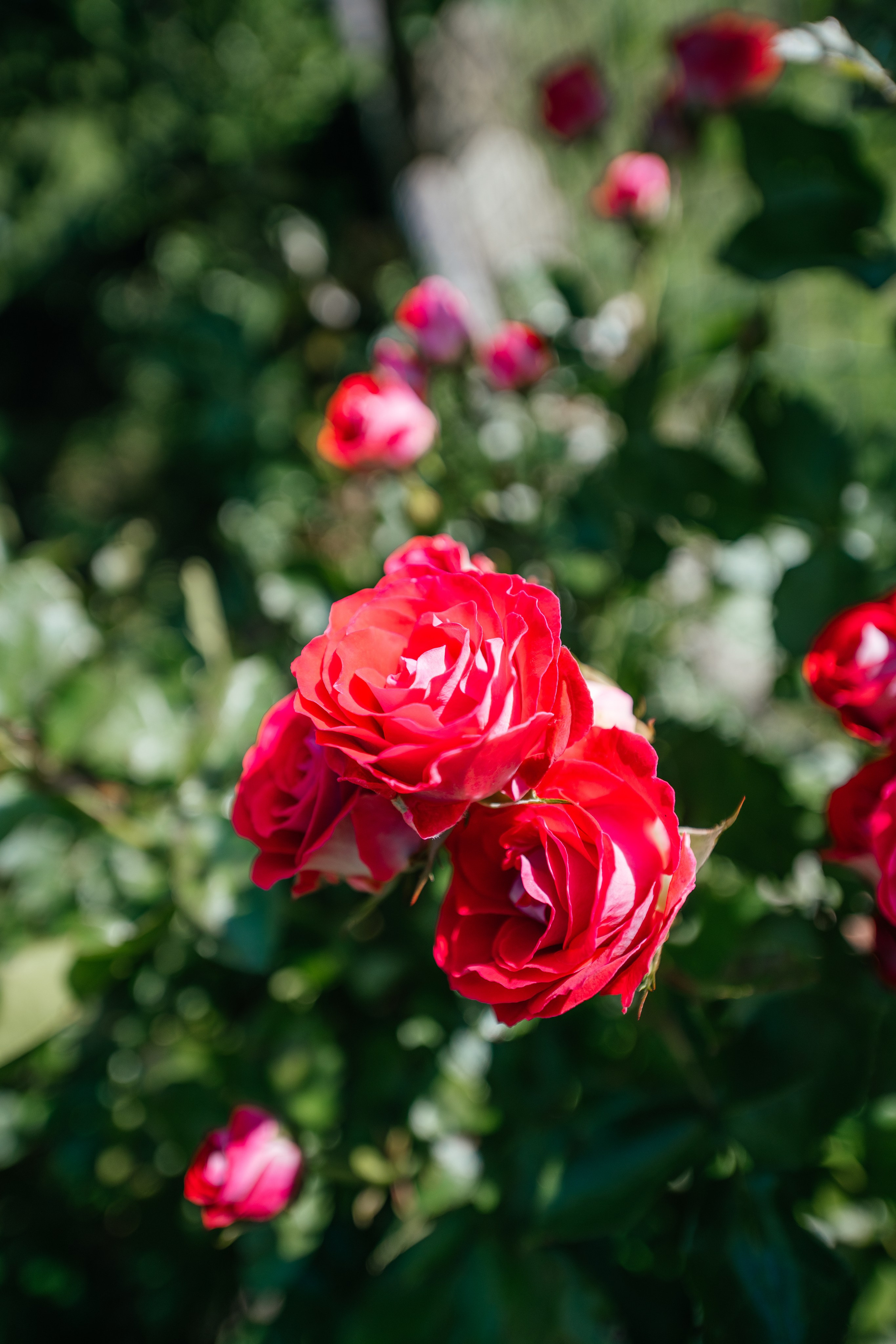 Rustico, VAL RESA, TICINO. Hallo! Ich bin Elena und arbeite als Immobilienfotografin