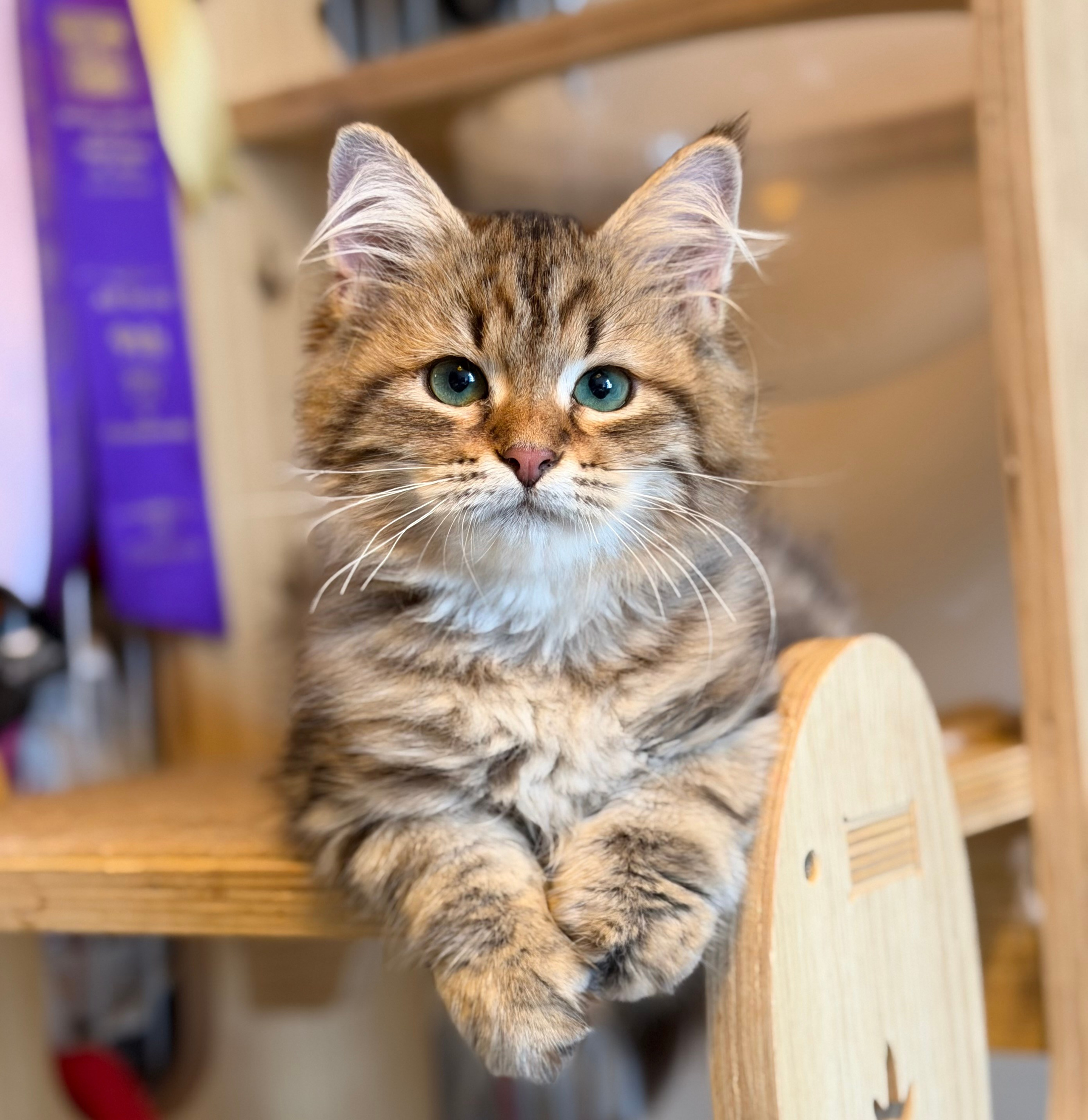 Available Faith Brown Tabby Female