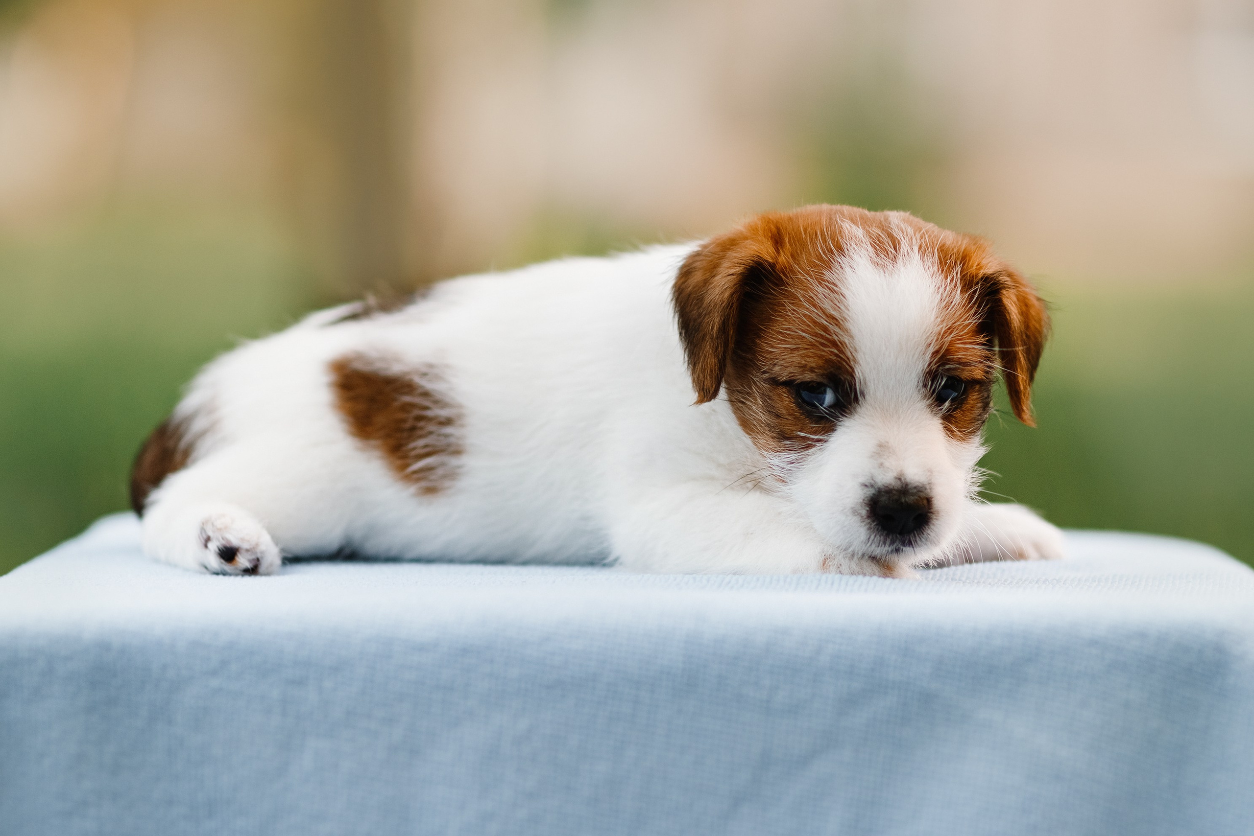 Jack russel puppies. Kaja | fotograf we Wrocławiu | ludzie i psy