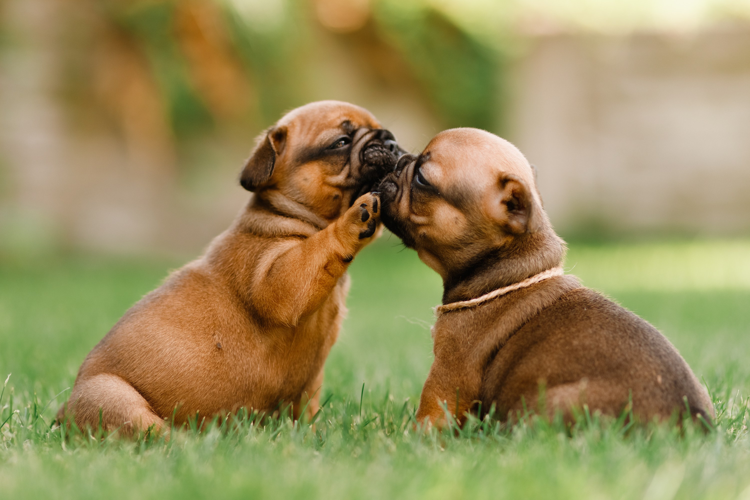 French bulldog puppies. Kaja | fotograf we Wrocławiu | ludzie i psy