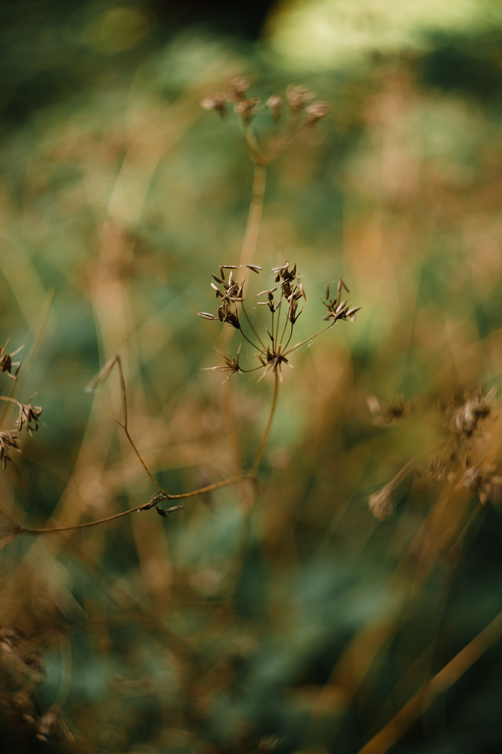 Grodno. Kaja | fotograf we Wrocławiu | ludzie i psy