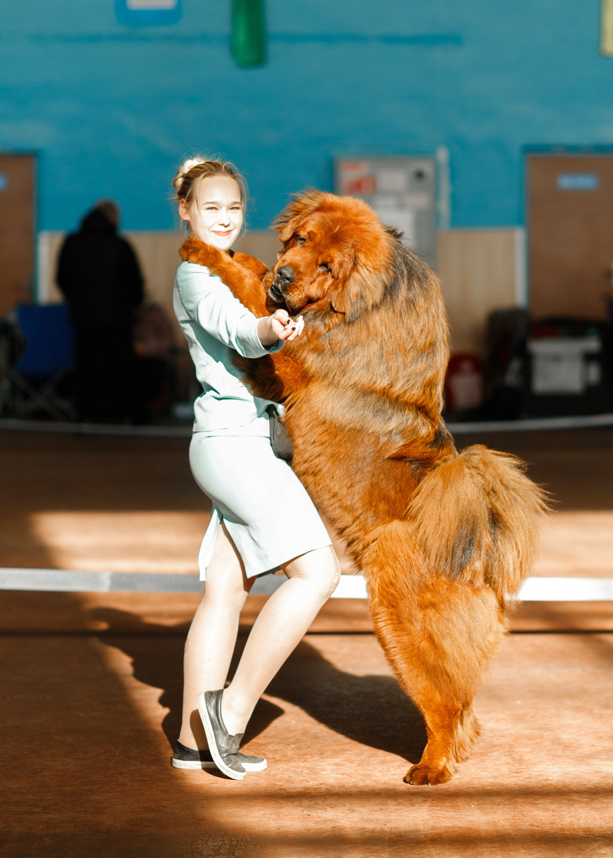 Dog shows | the best ones. Kaja | fotograf psów we Wrocławiu