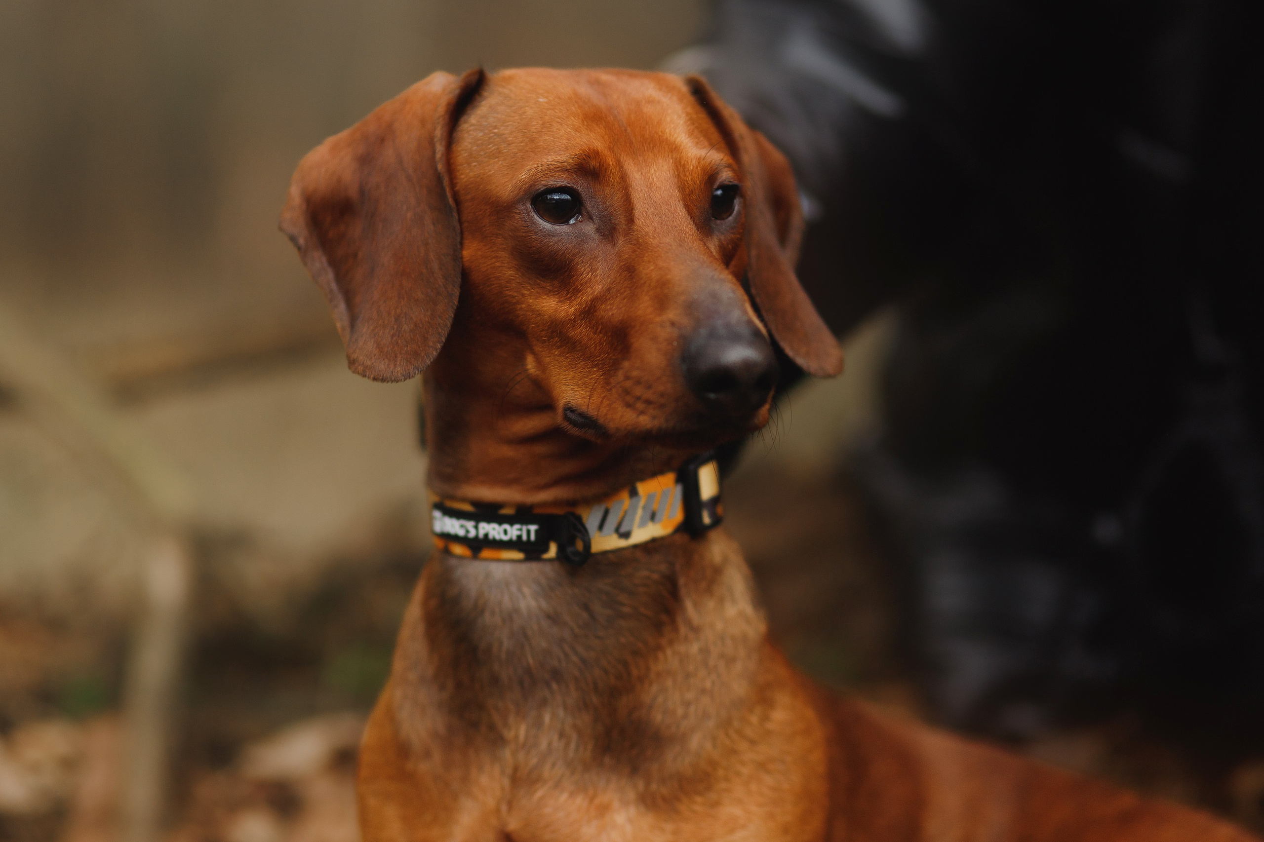 Ania, Franek & Vincent. Kaja | fotograf psów we Wrocławiu