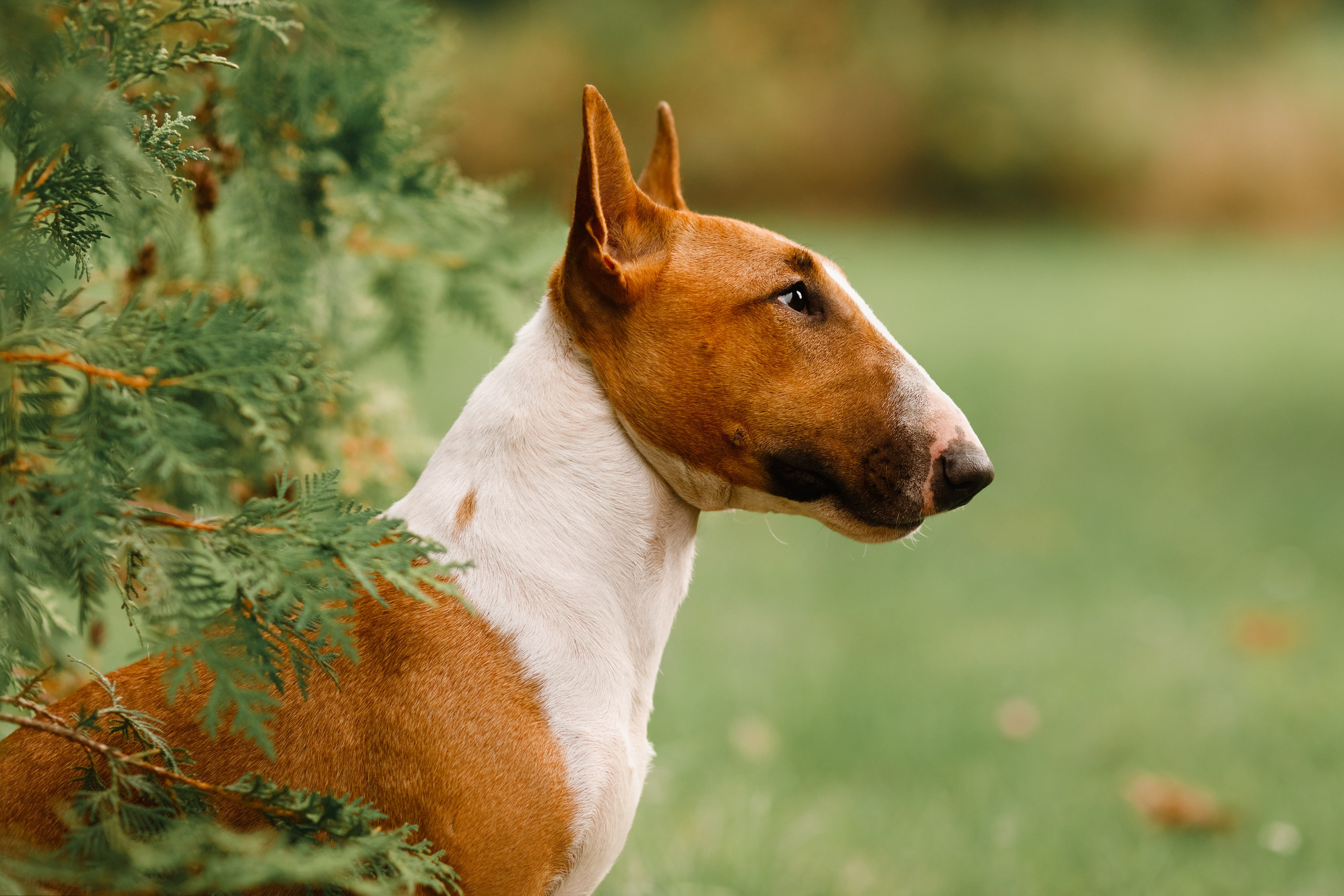 Summer photo day for dog handler. Kaja | fotograf we Wrocławiu | ludzie i psy