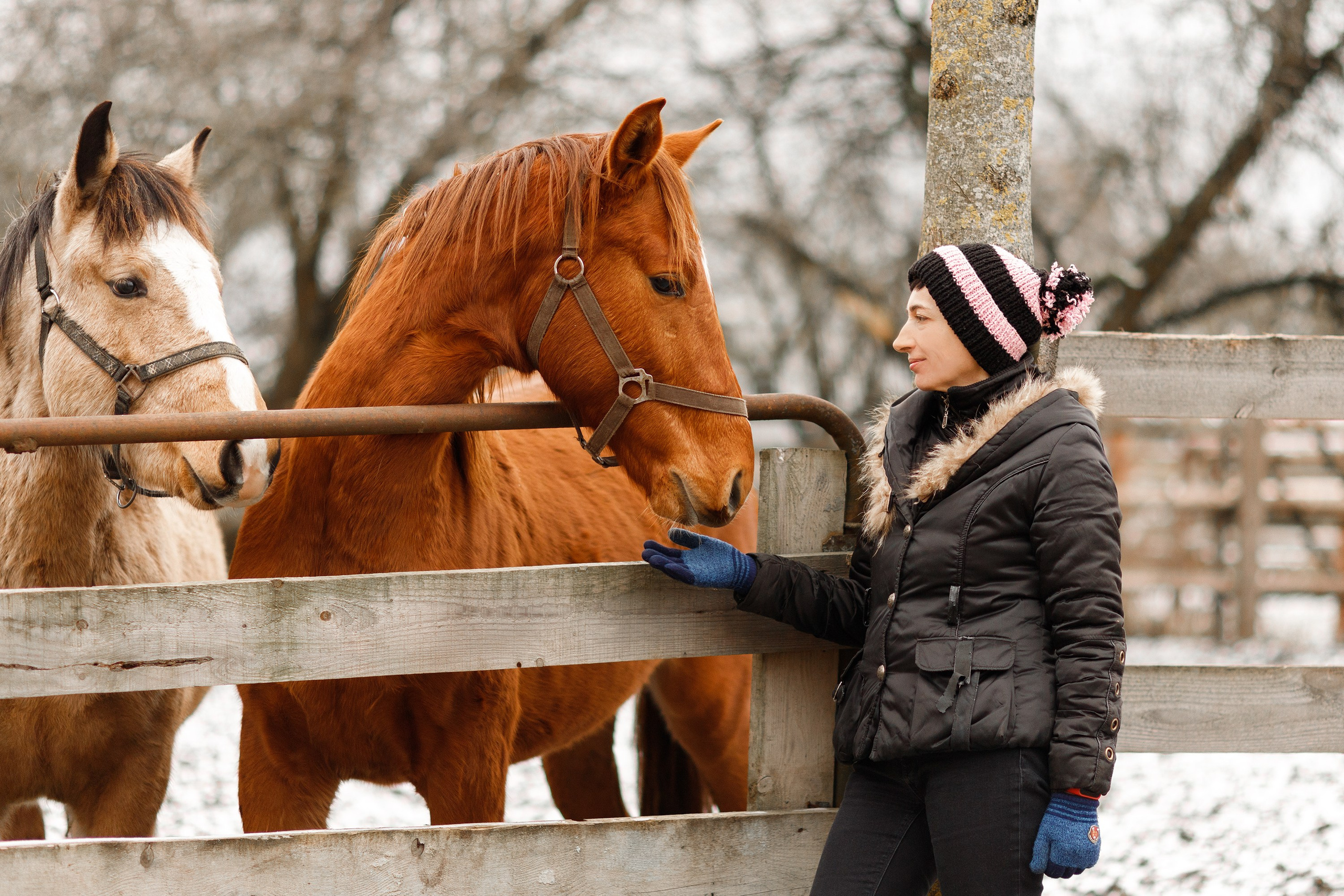 Winter stable. Kaja | fotograf psów we Wrocławiu