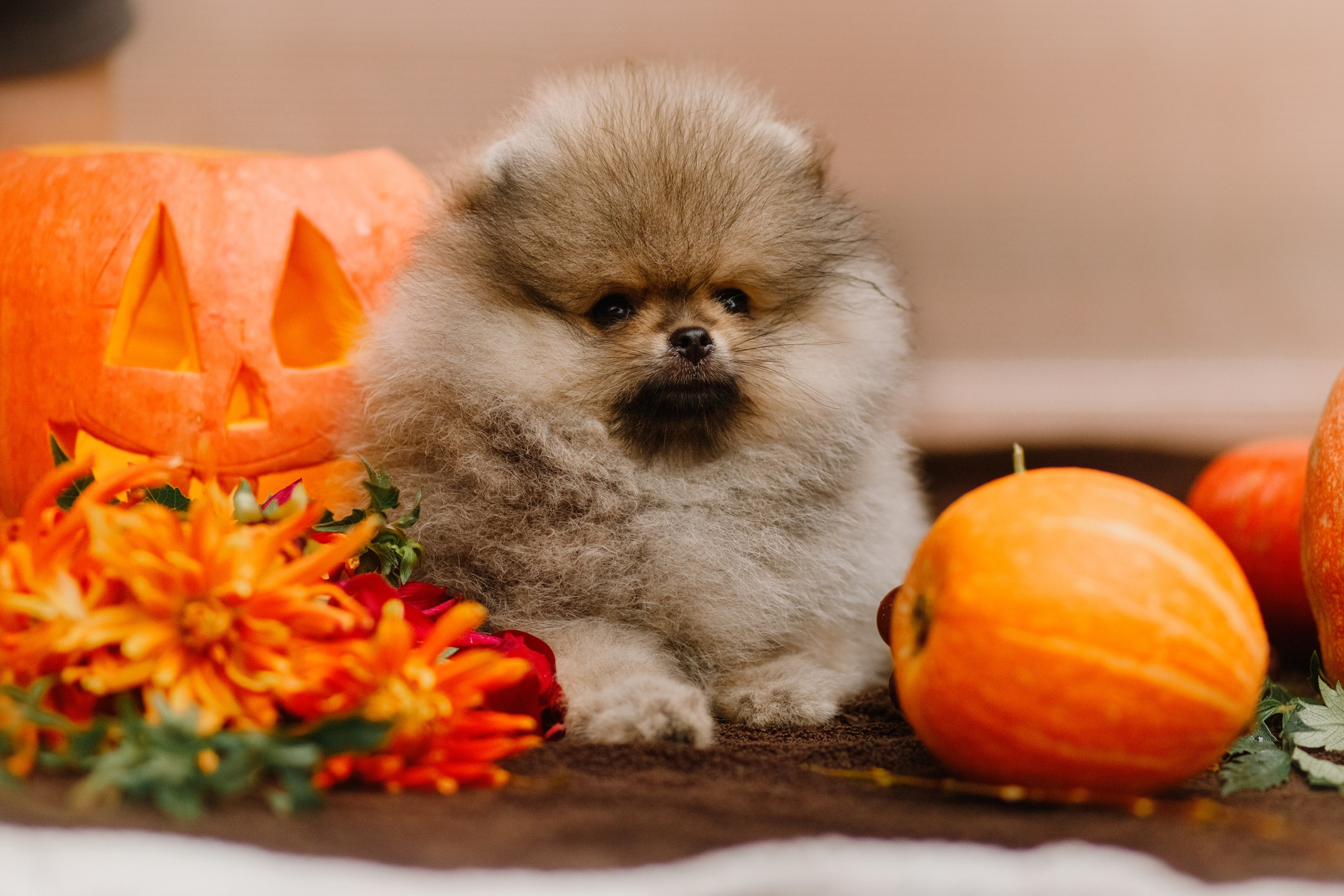 Halloween spitz puppies. Kaja | fotograf we Wrocławiu | ludzie i psy