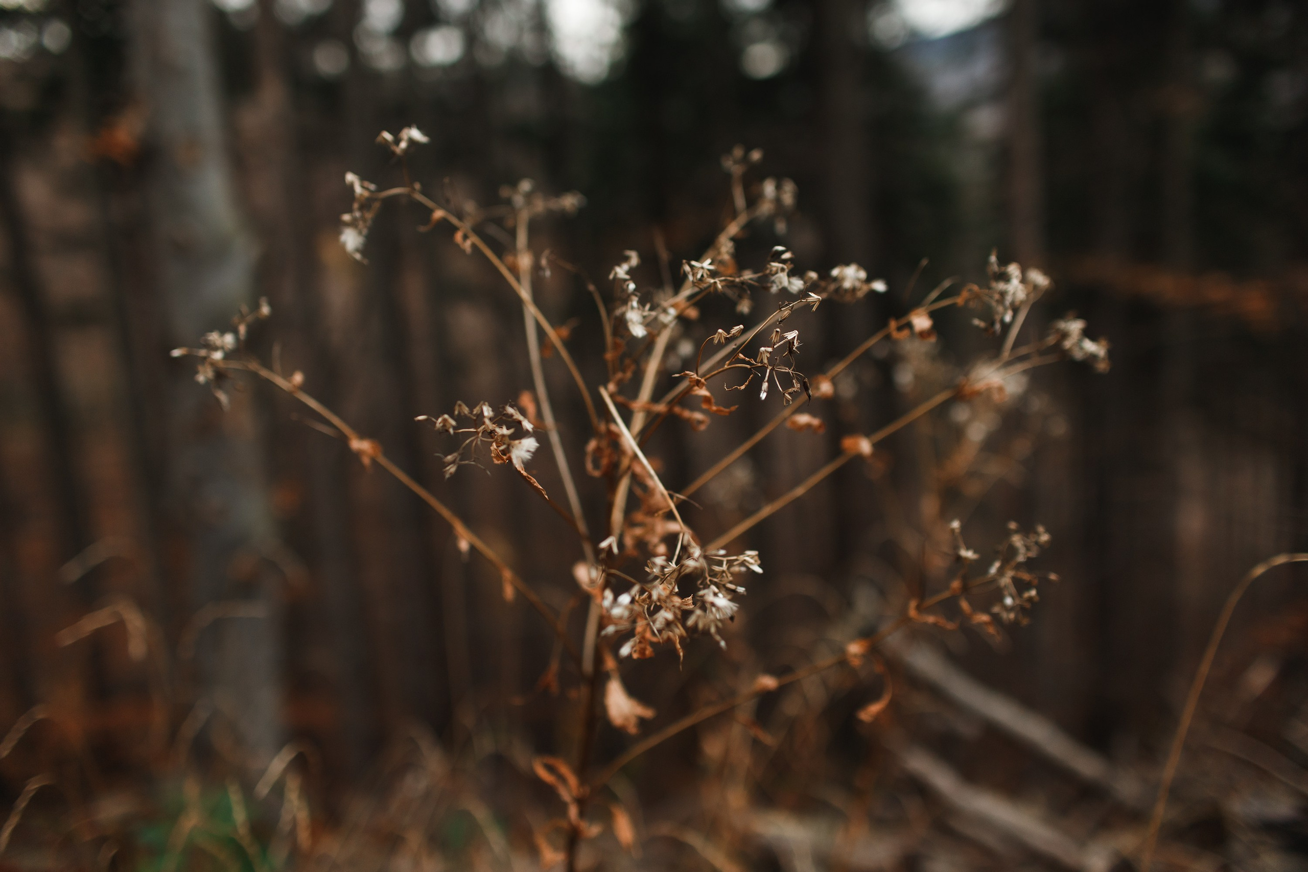 Sowie góry. Kaja | fotograf we Wrocławiu | ludzie i psy