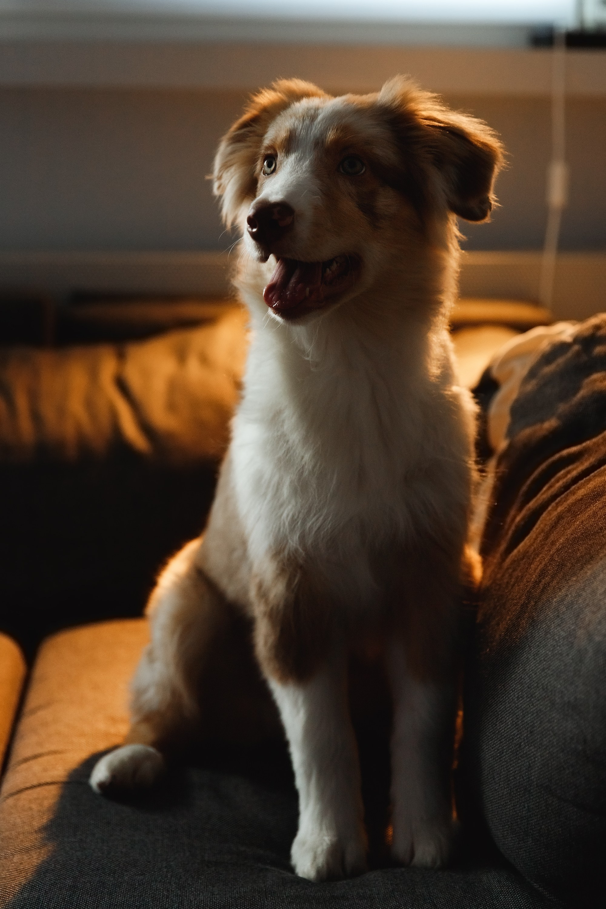 Fotografia psów Wrocław. Kaja | fotograf we Wrocławiu | ludzie i psy