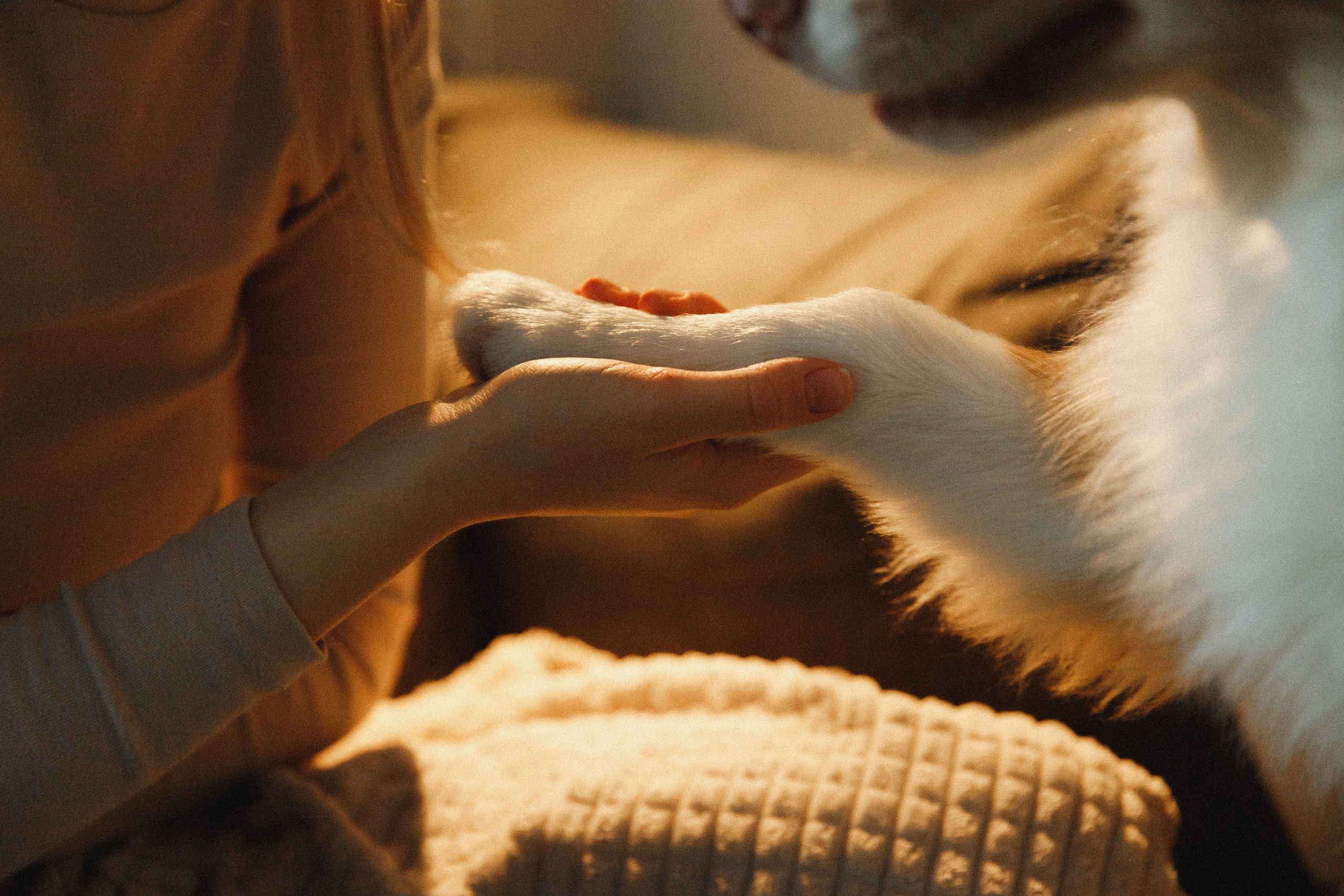 Fotografia psów Wrocław. Kaja | fotograf we Wrocławiu | ludzie i psy