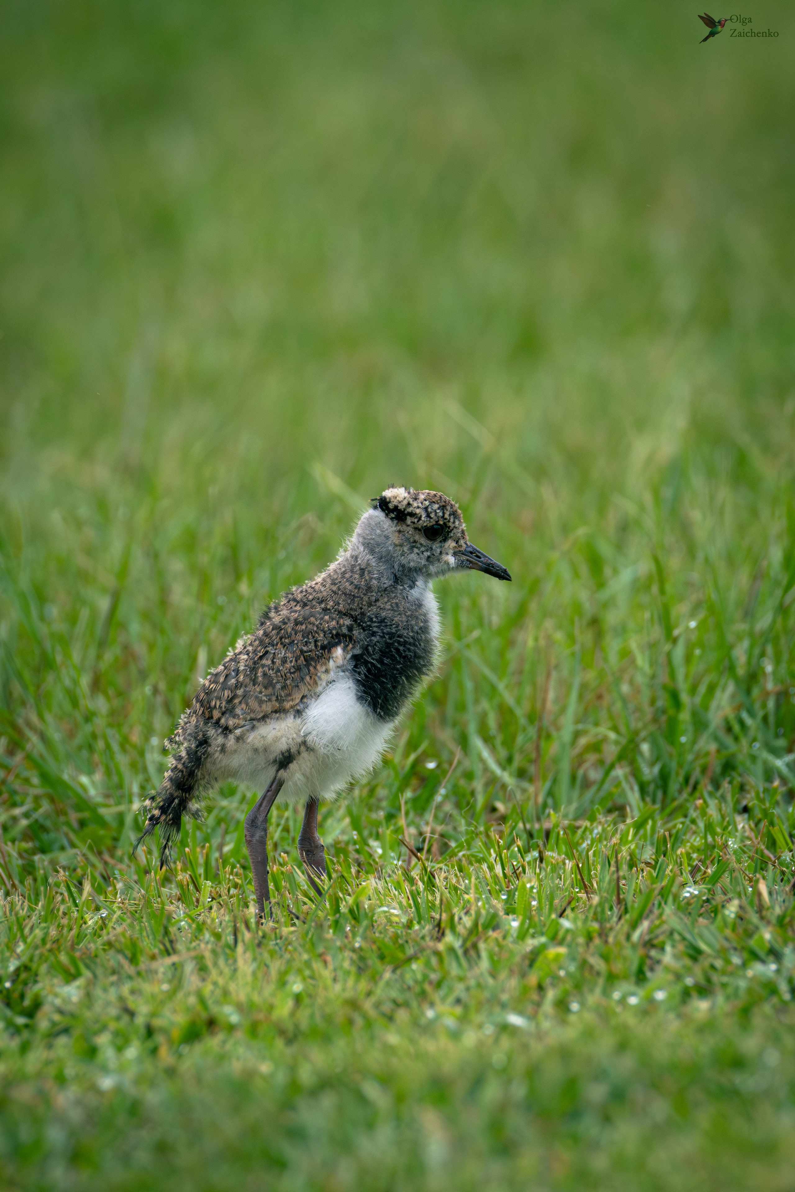 Кайеннская пигалица