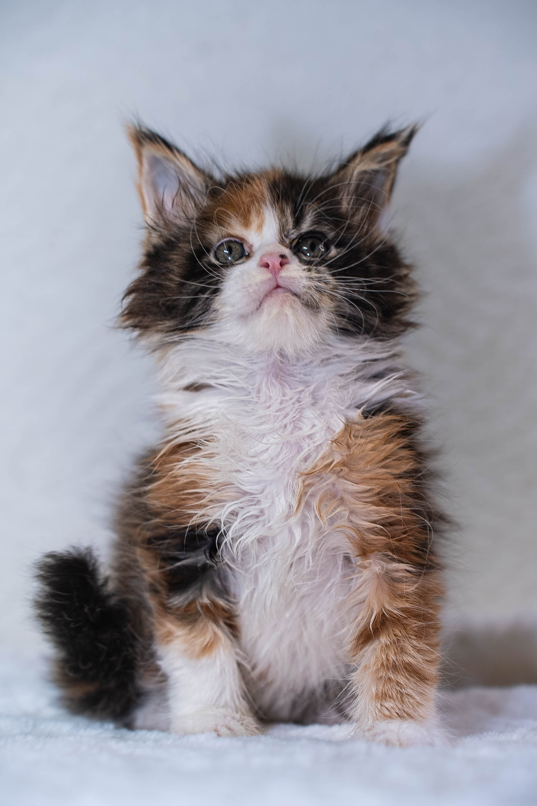 Senator Quennie. Senator Cat — Maine Coon cattery