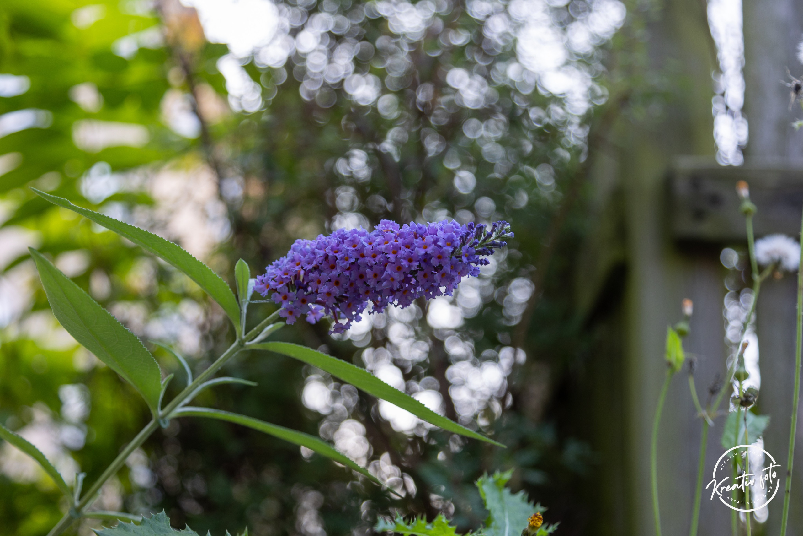 Sommer. Fotograf Aarhus | Portrætfoto Århus | Flotte billeder