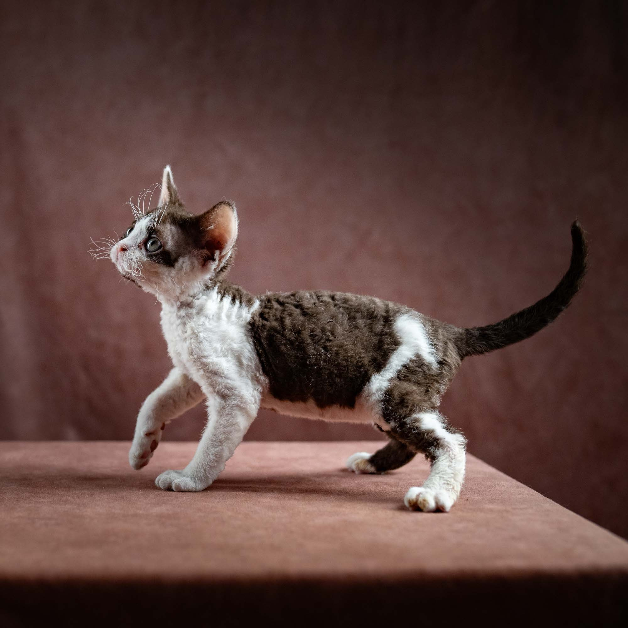 Henry,  boy, born 04.20.25. Devon Rex Pixie Cattery