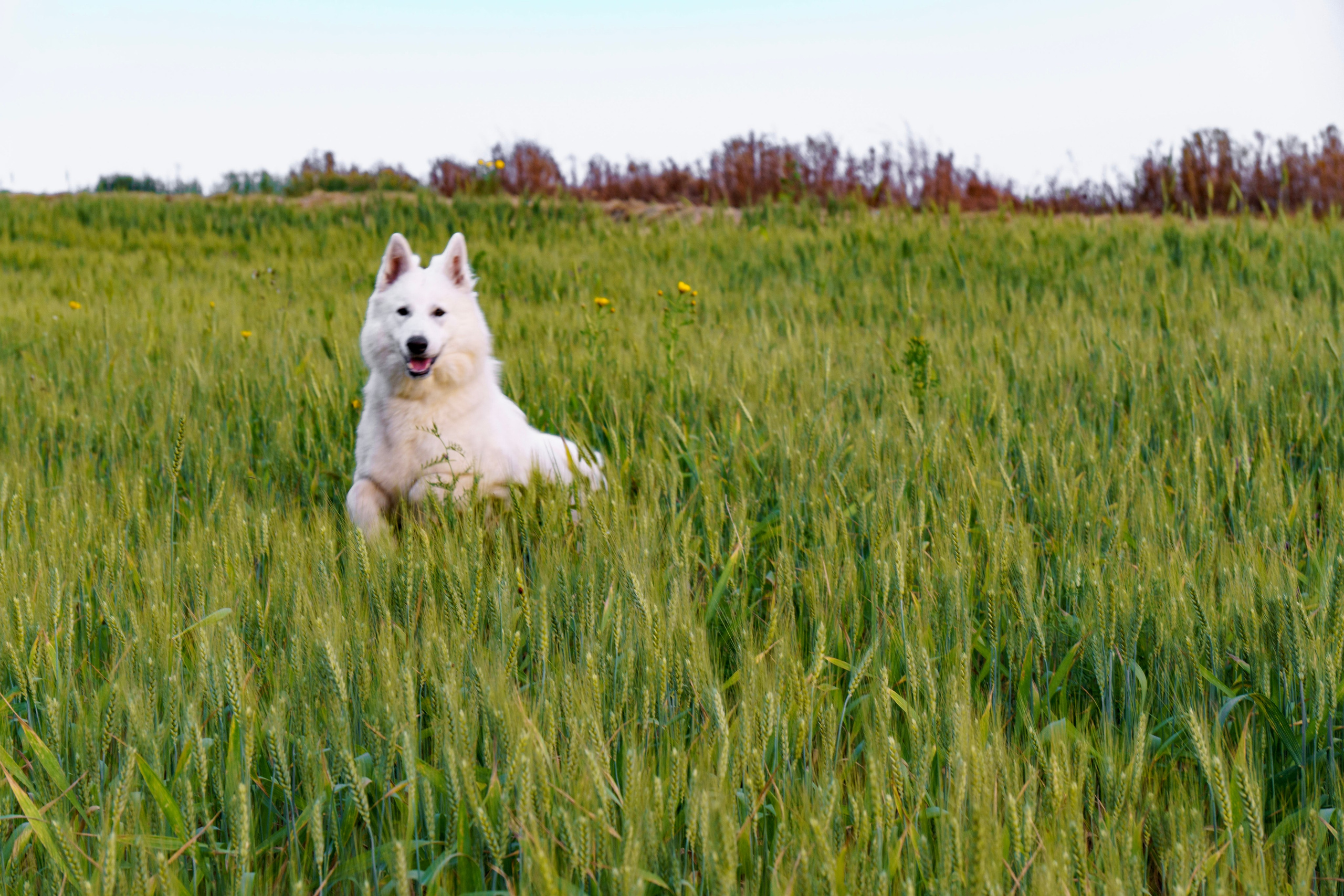 Шельга и Шегги. Главное меню