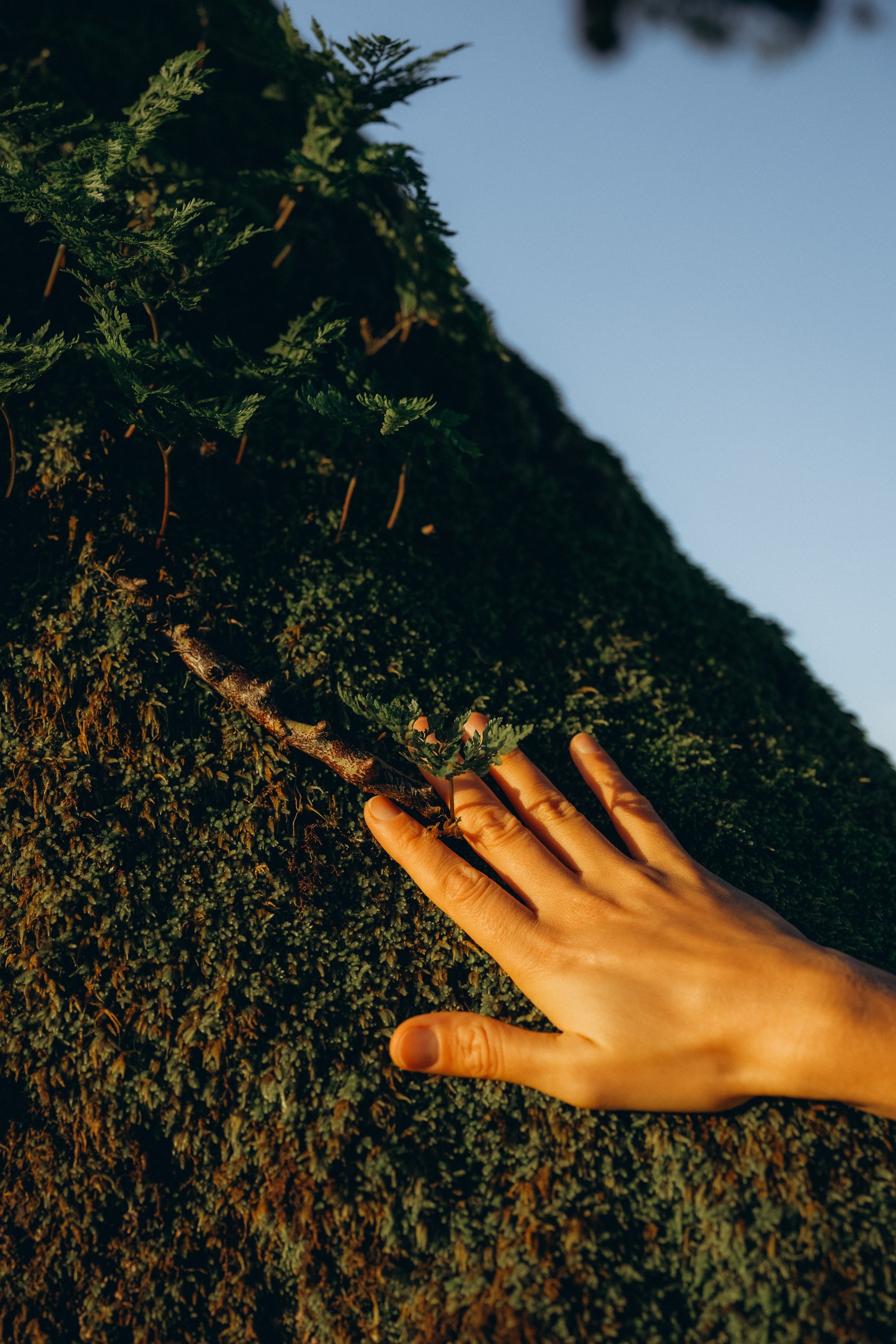 Professional photography in Madeira Photoshoot in the enchanting Fanal Forest