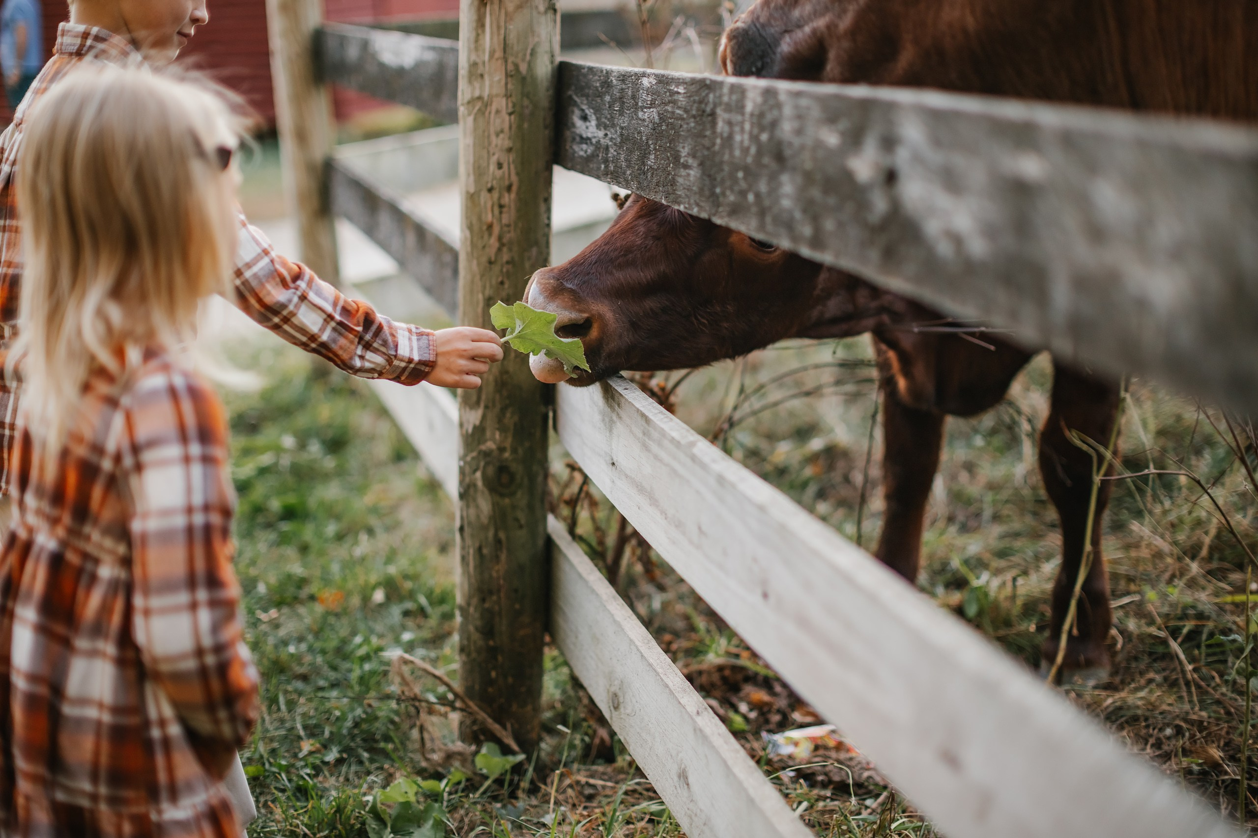 10.05.25 Family Photoshoot. Wedding family event photographer in Chicago Nick Yushevich