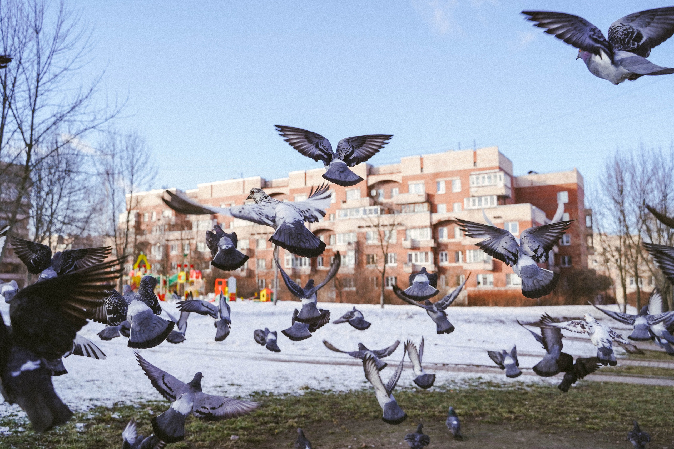 Пернатый психоз. Стрит-фотография, полная абсурда, идиотизма и красоты