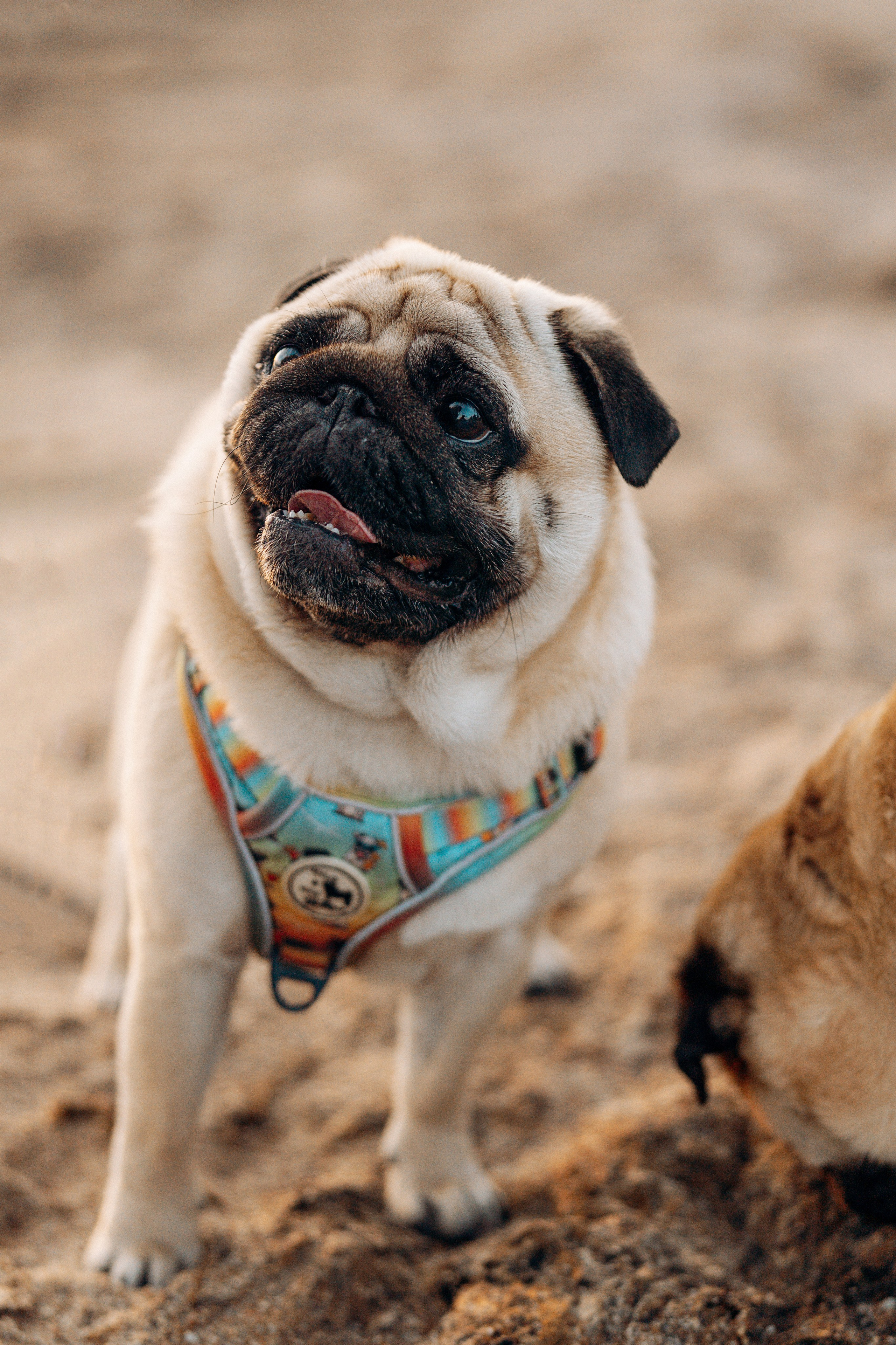 Frank, Tony, Katerina & Lev. Kat Laisaar — Pet photographer in Tallinn