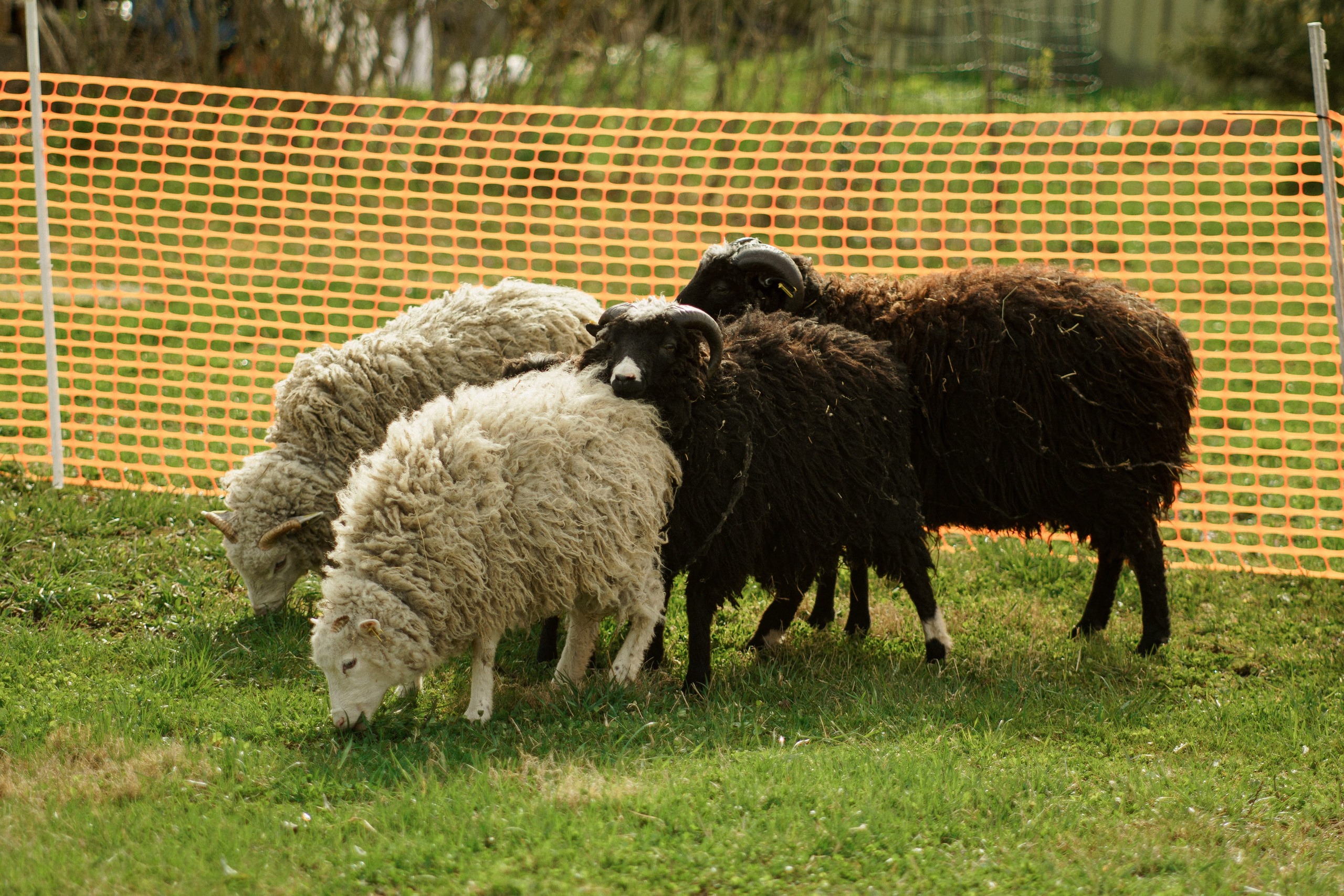 Herding Days, 26 apr. 2025. Kat Laisaar — Pet photographer in Tallinn