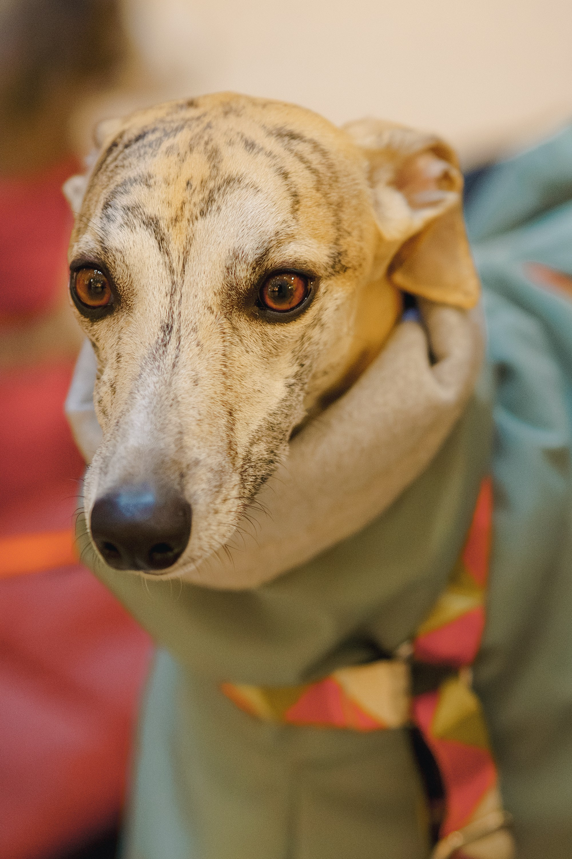 GalgoTreff / Solaris keskus 16 november. Kat Laisaar — Pet photographer in Tallinn