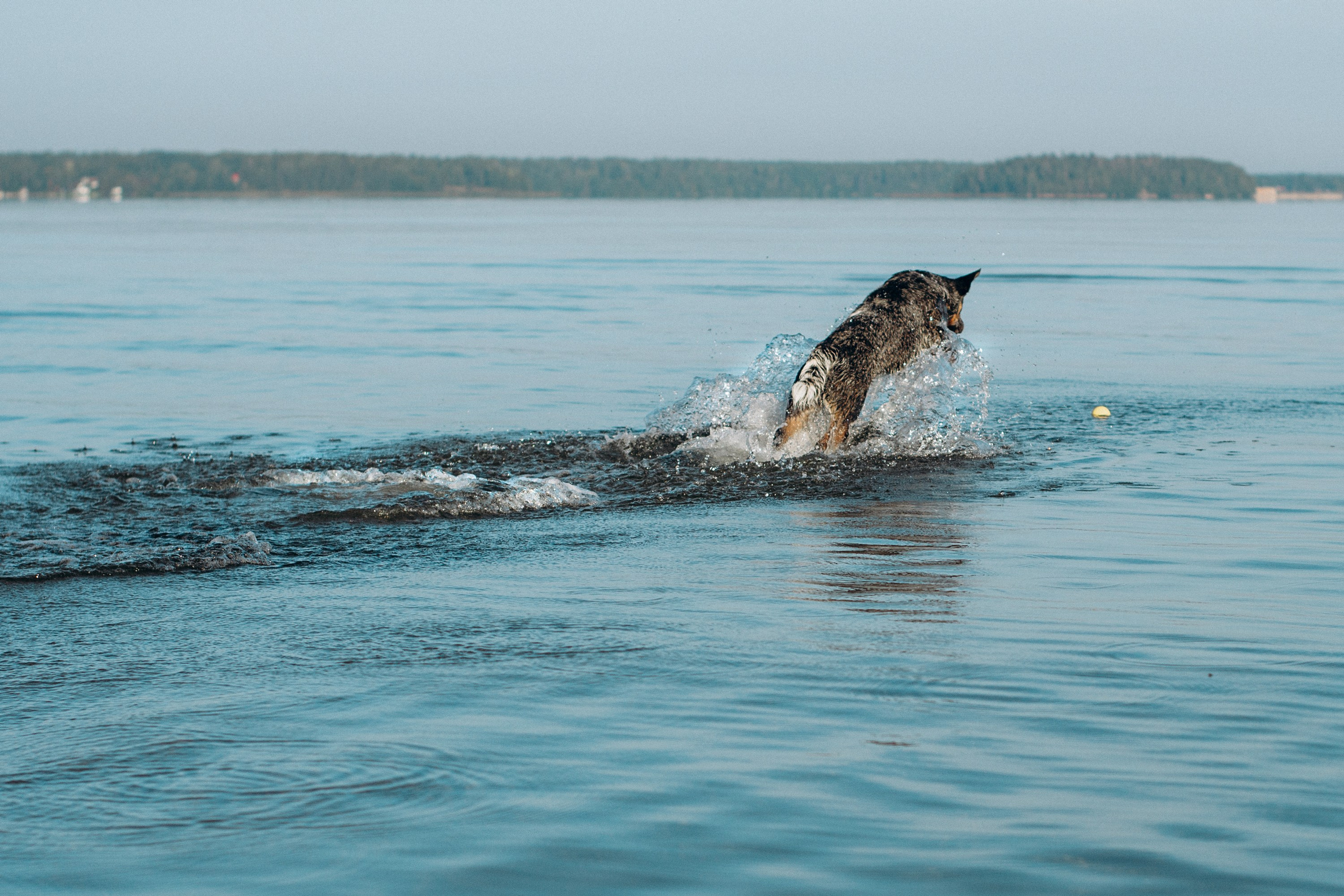 Dakota, Australian Cattle Dog. Kat Laisaar — Pet photographer in Tallinn