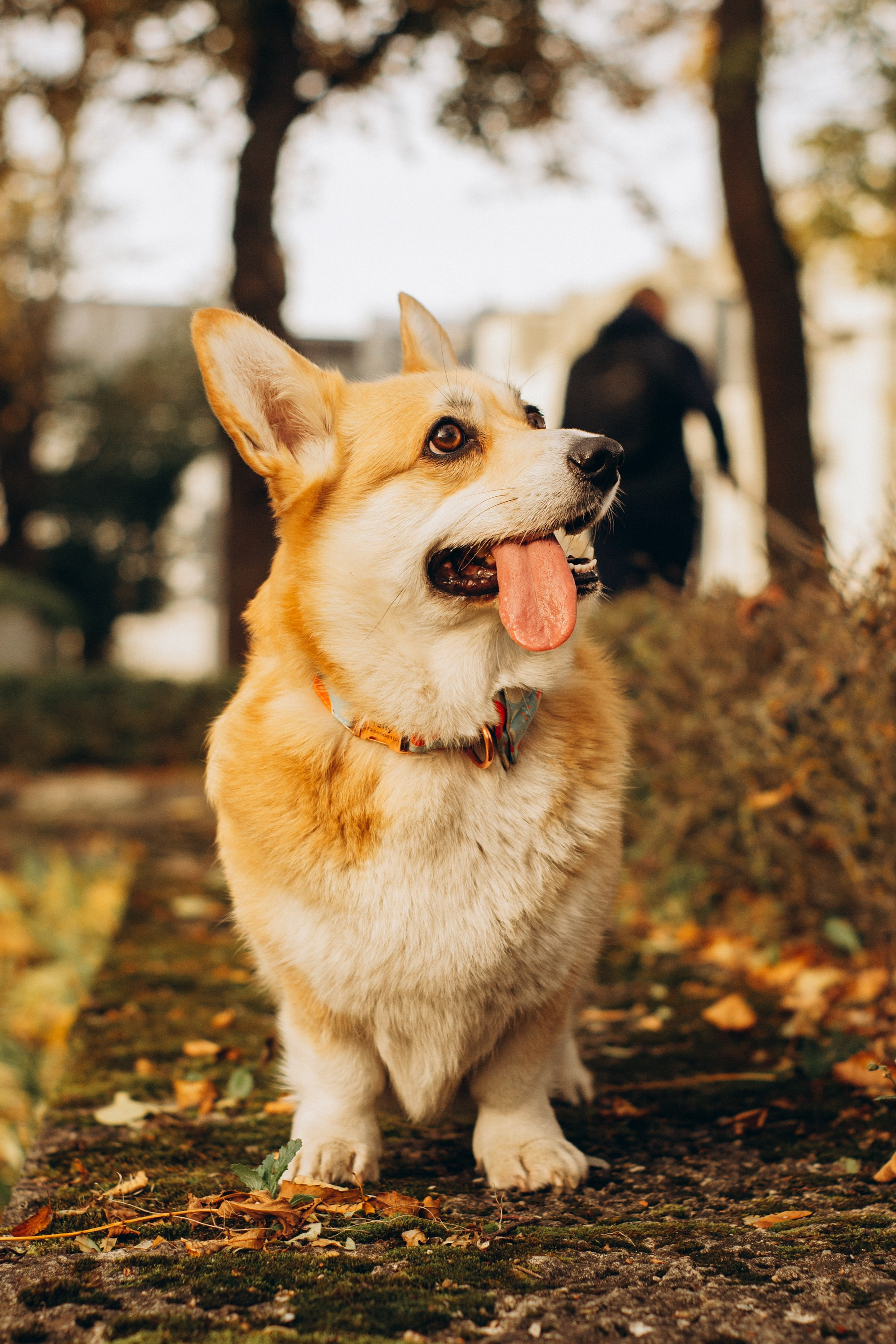 Corgi party, october. Kat Laisaar — Pet photographer in Tallinn
